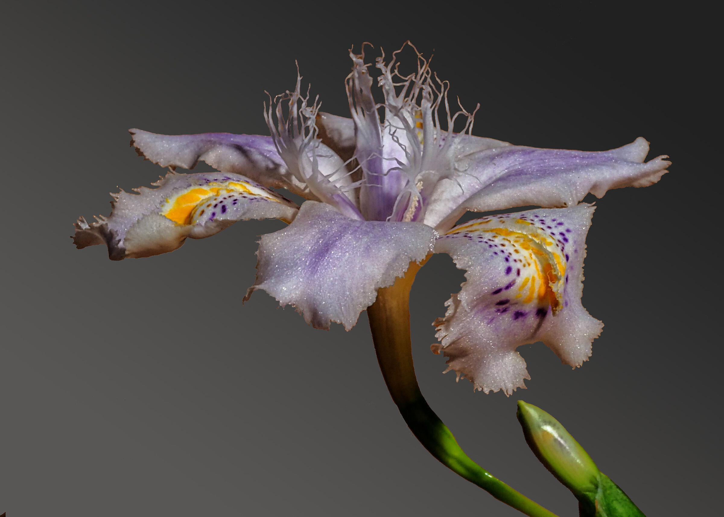 Japonica Iris...