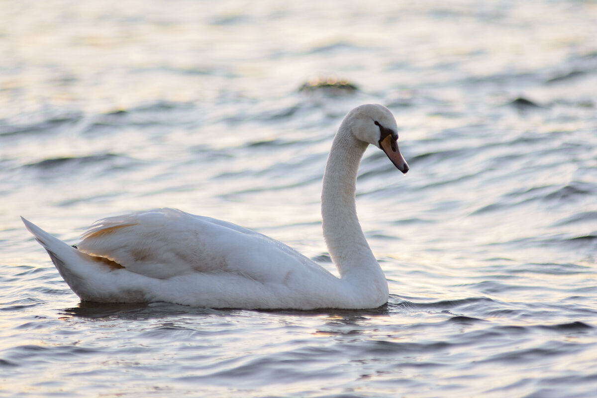 Swan at sunset - Anguillara 20200308...