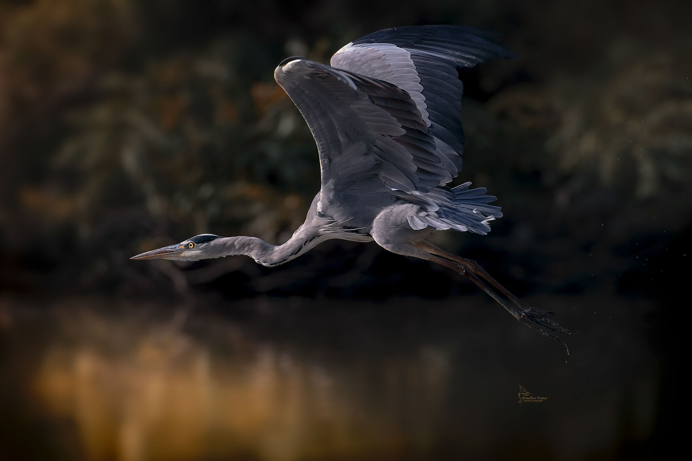 Grey Heron...