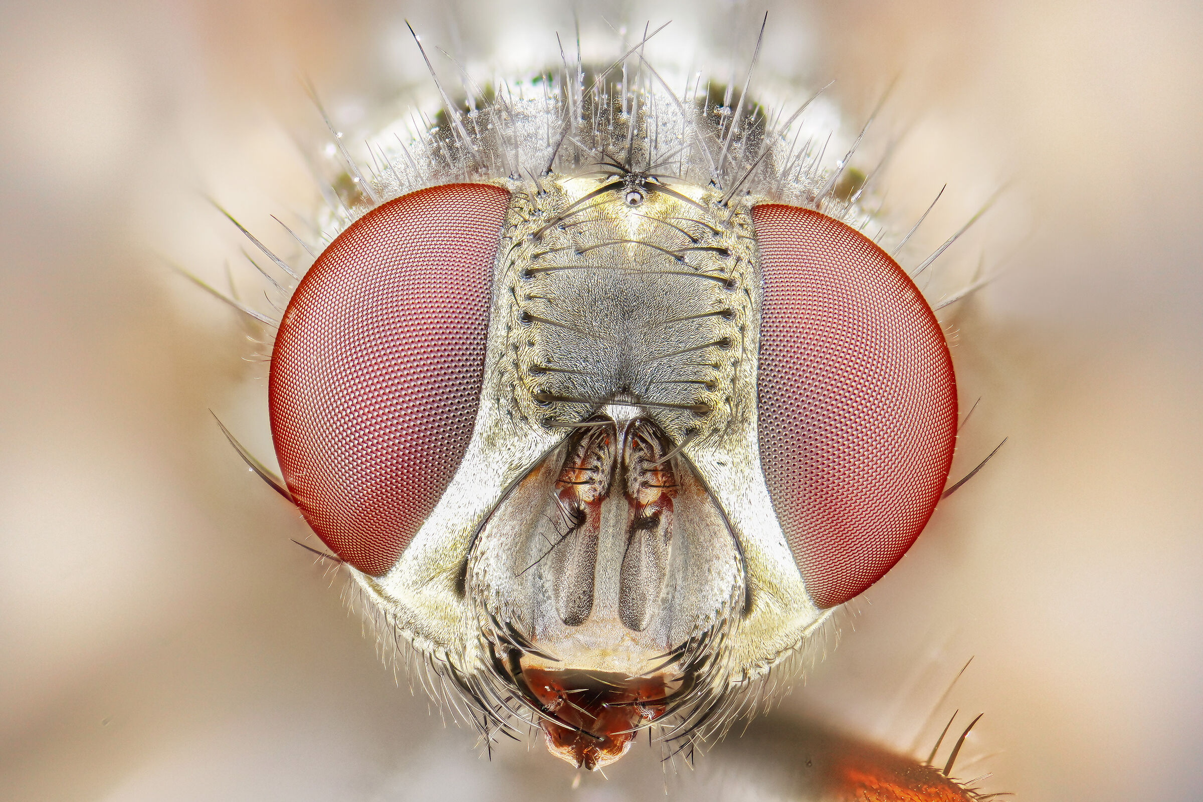 Portrait of a Fly...