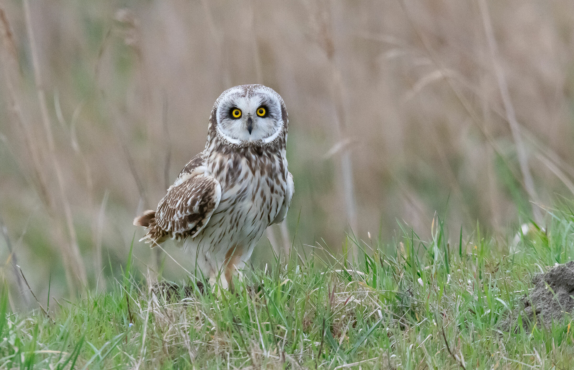 Marsh Owl...