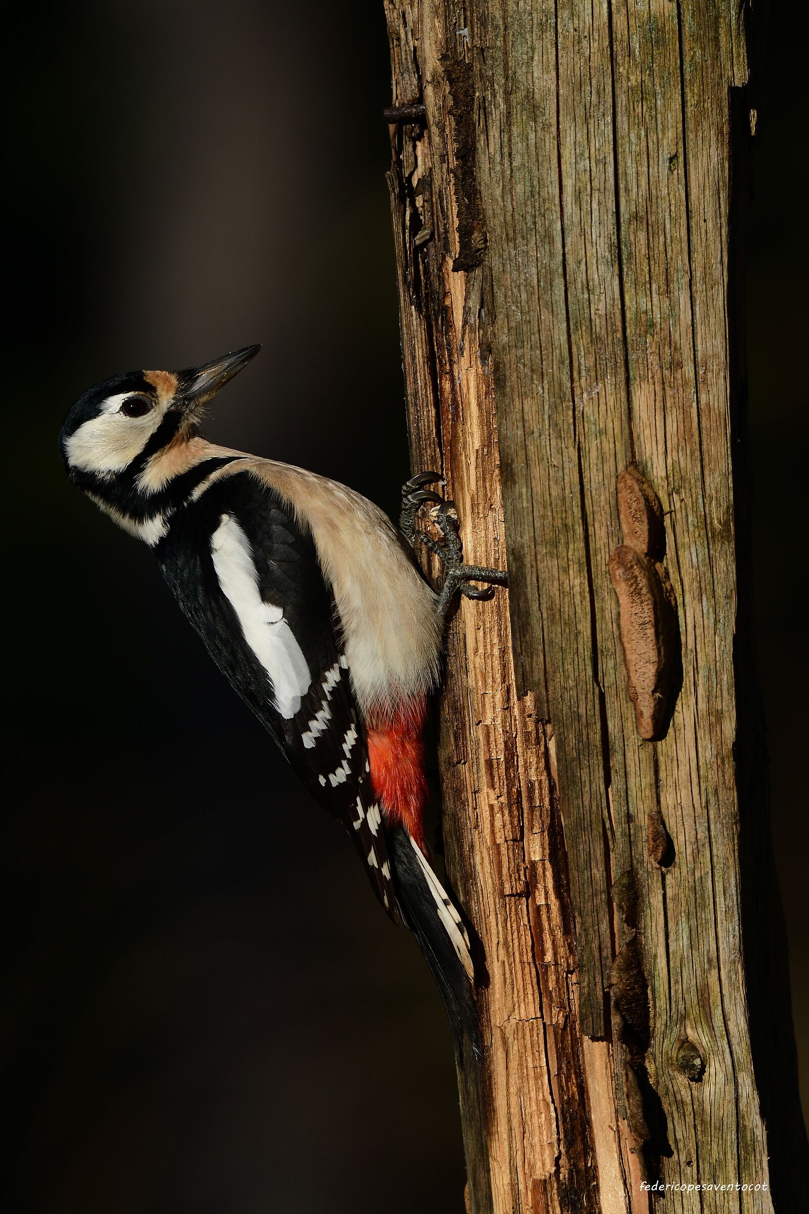 Female red woodpecker...