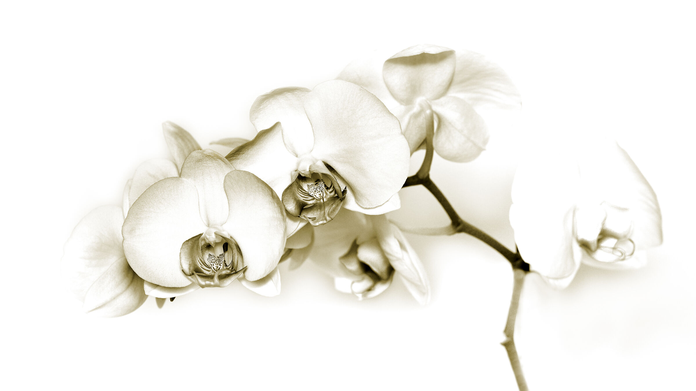 Orchidea4...