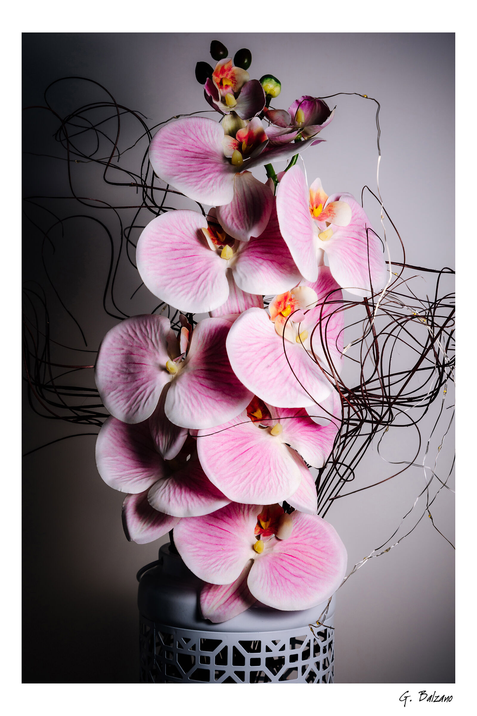 Orchidea Phalaenopsis...