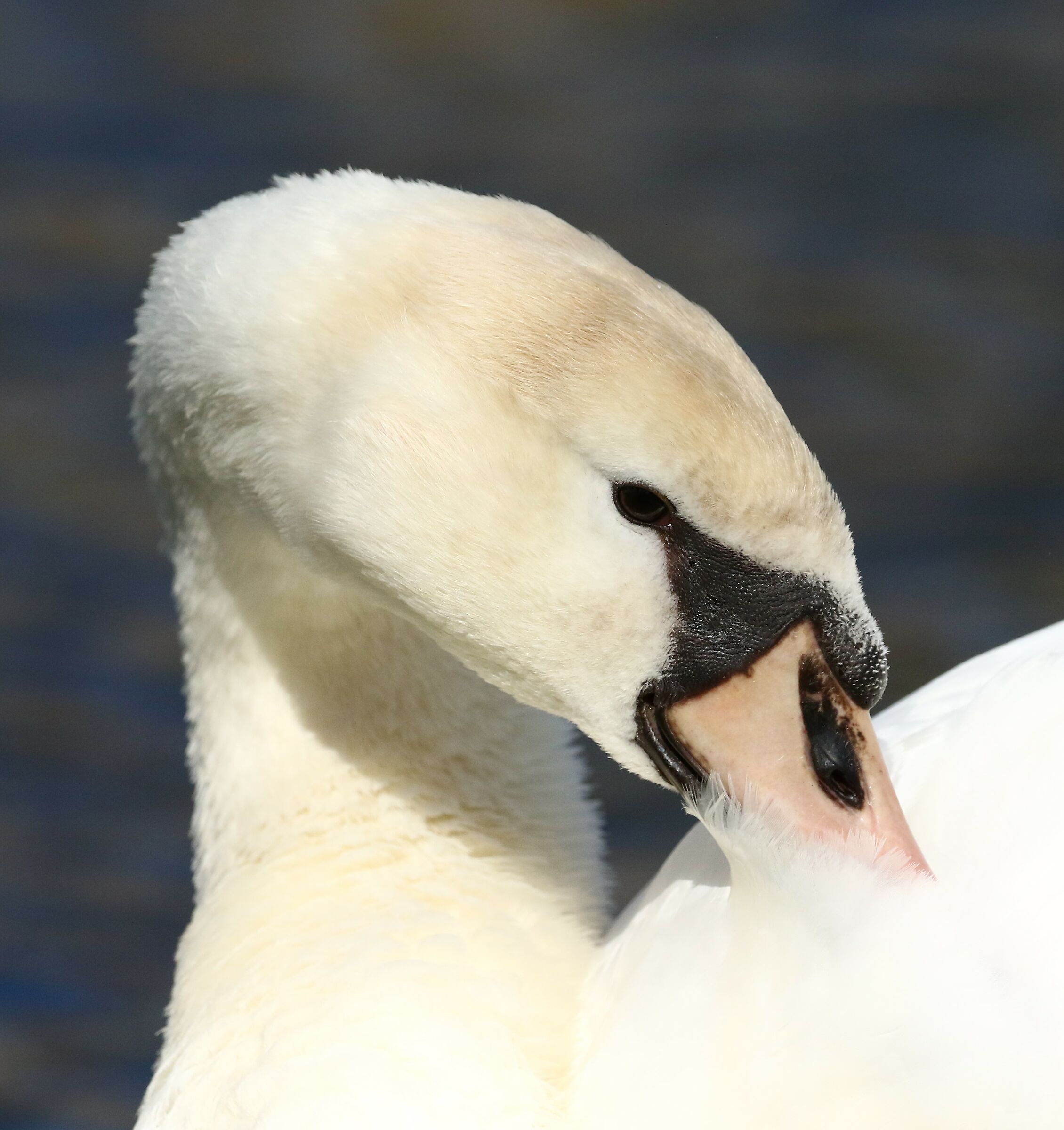 Young Royal Swan...