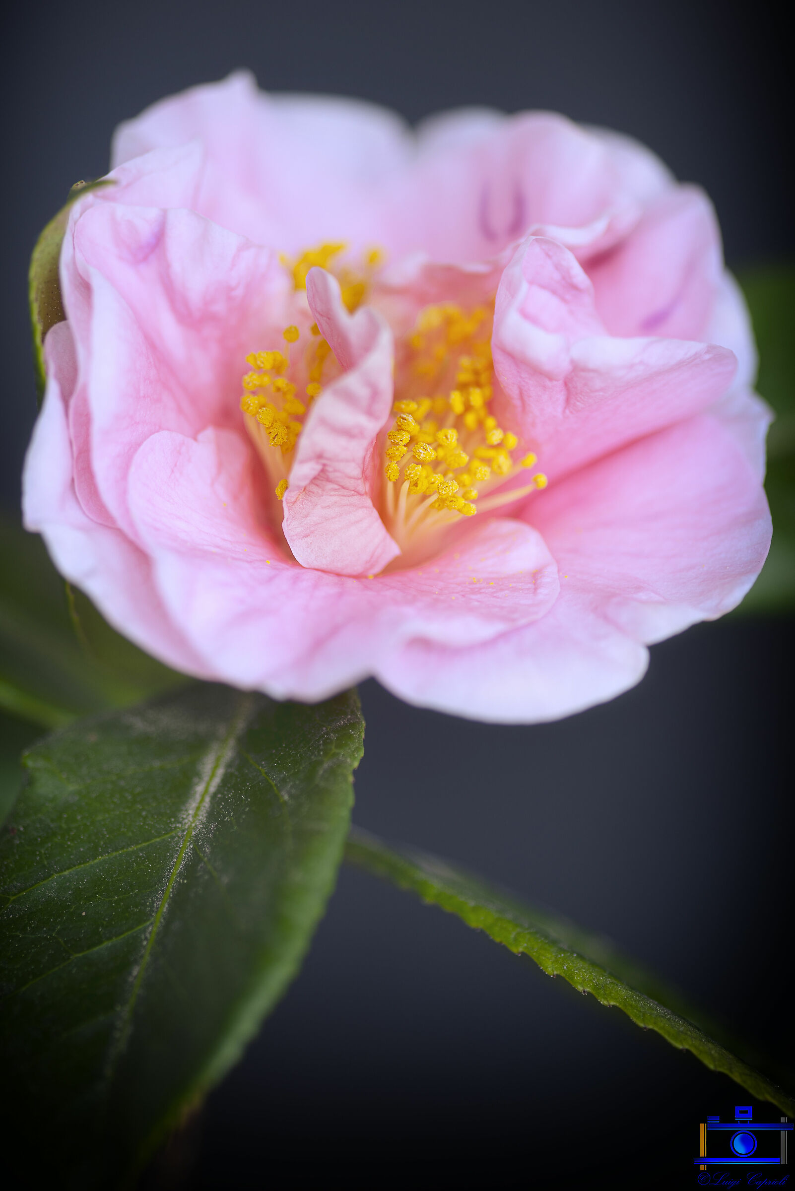 Lady Camelliae...