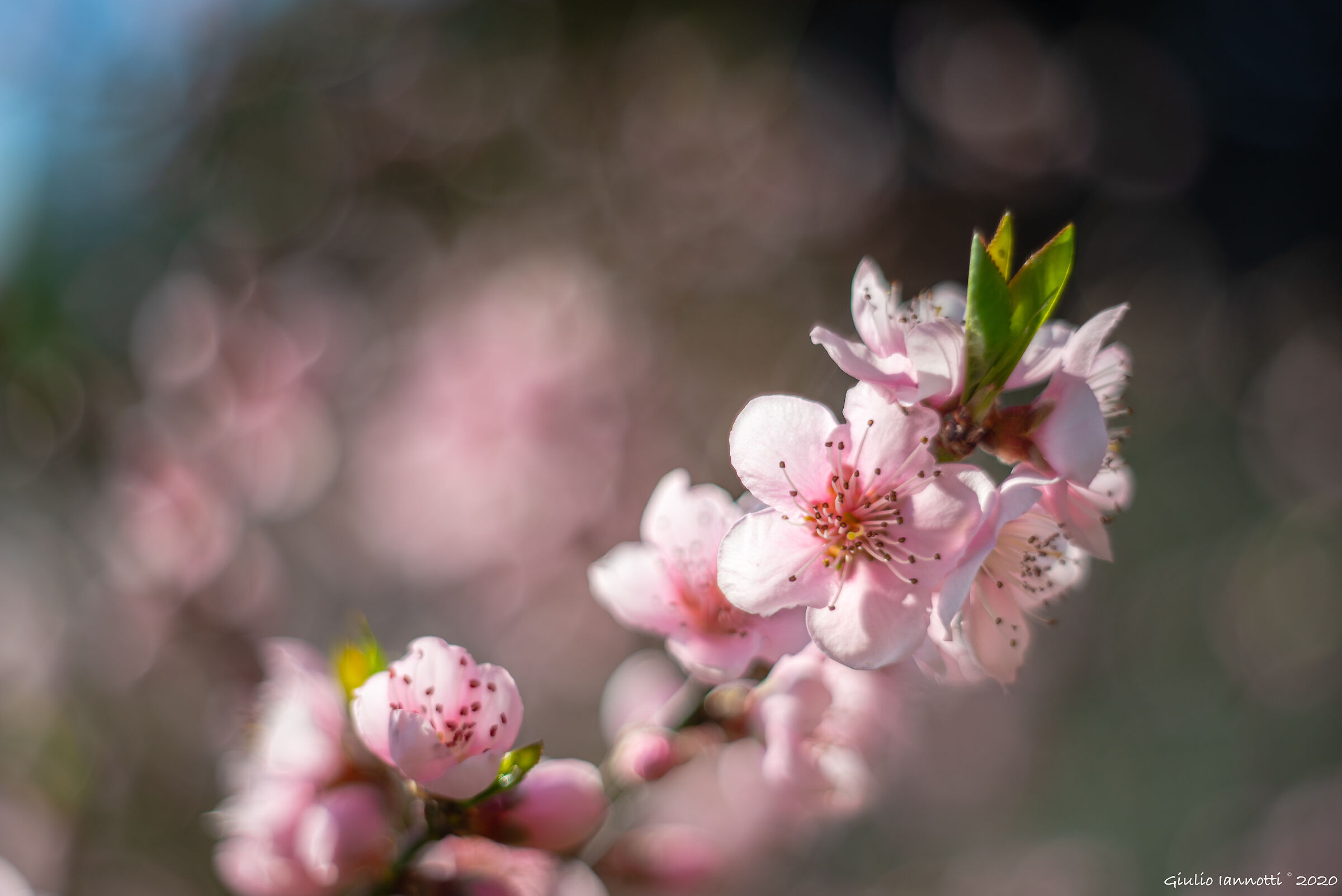Pink flowers... peach blossoms......