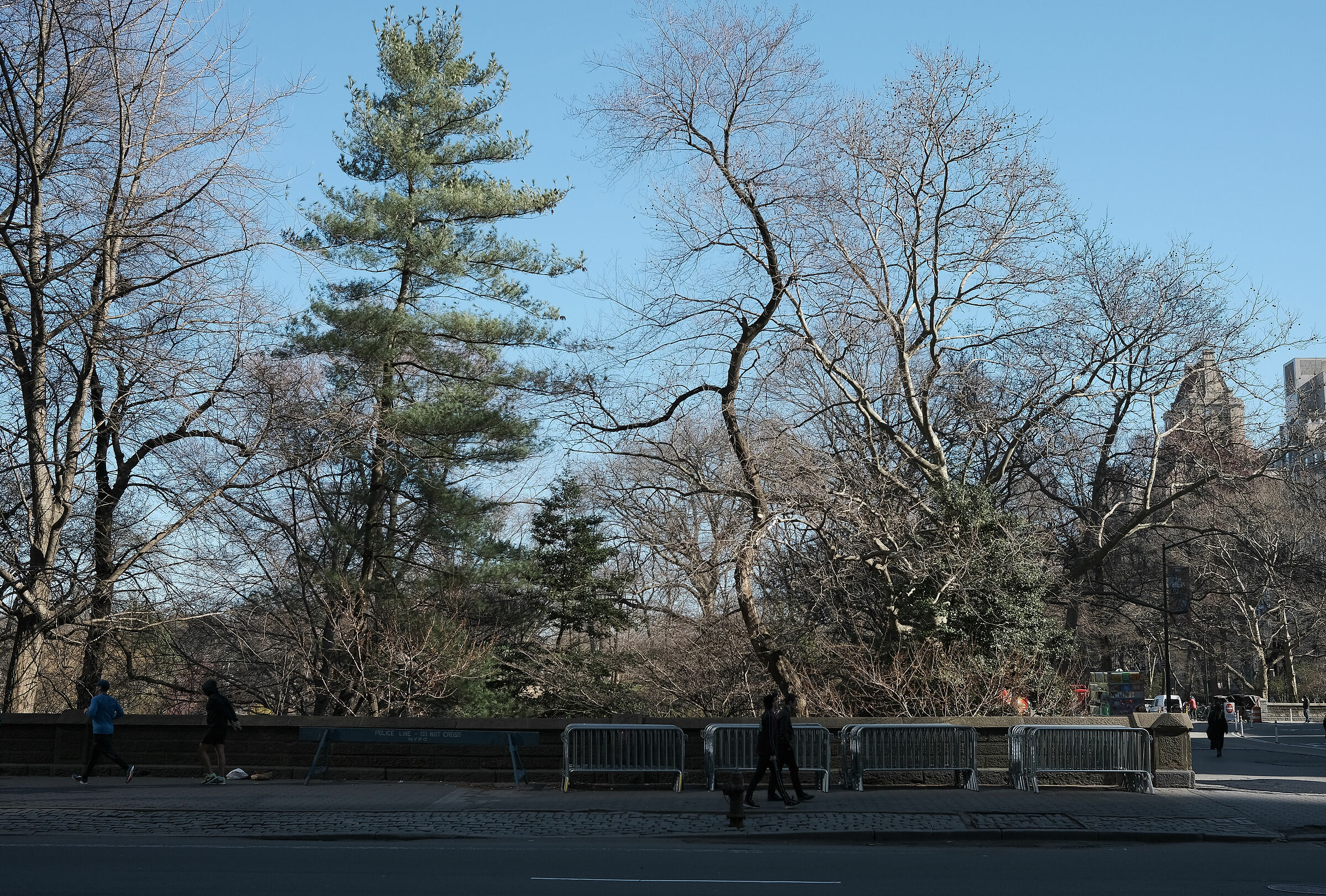 Central Park Tree...