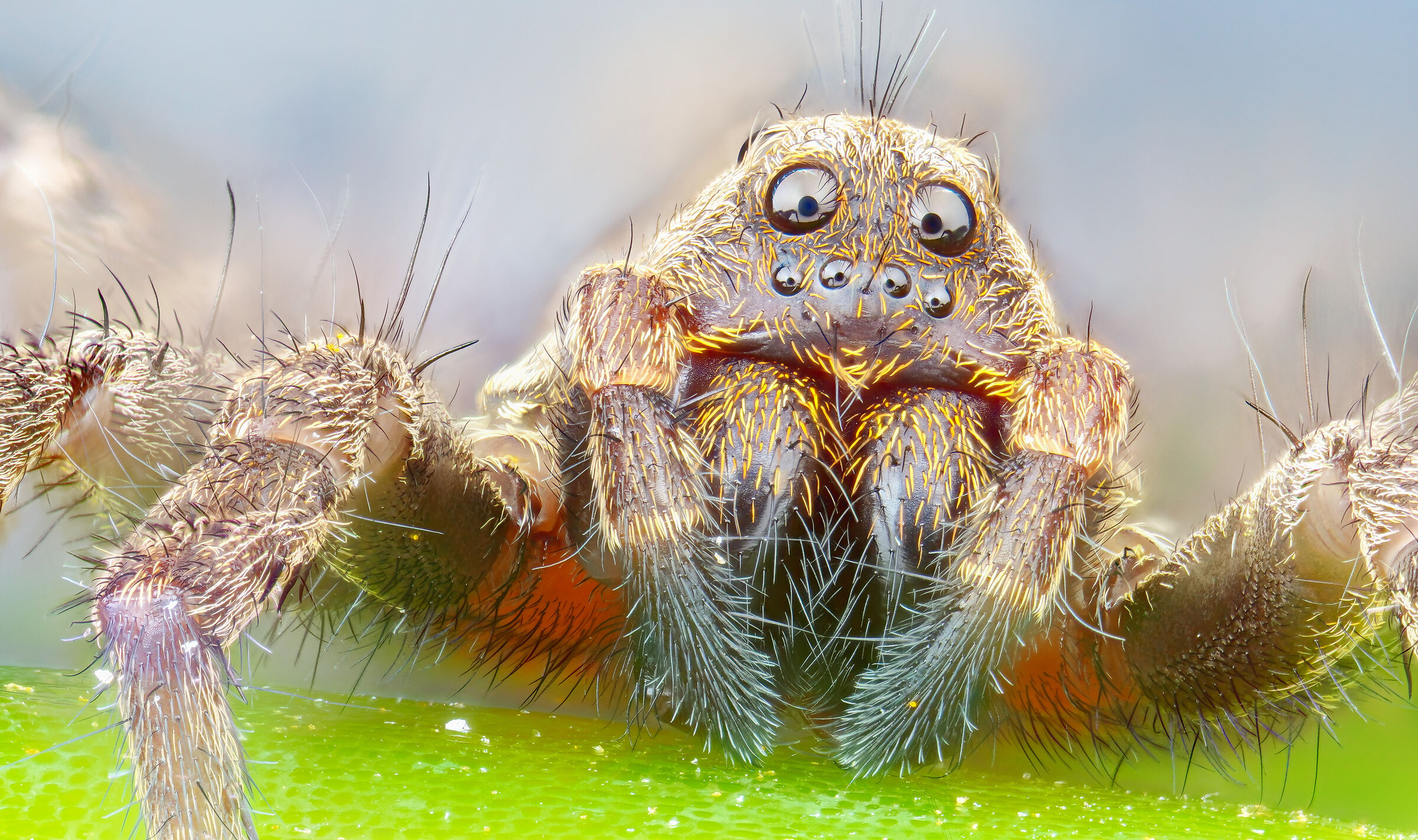 4.5x Spider Portrait...