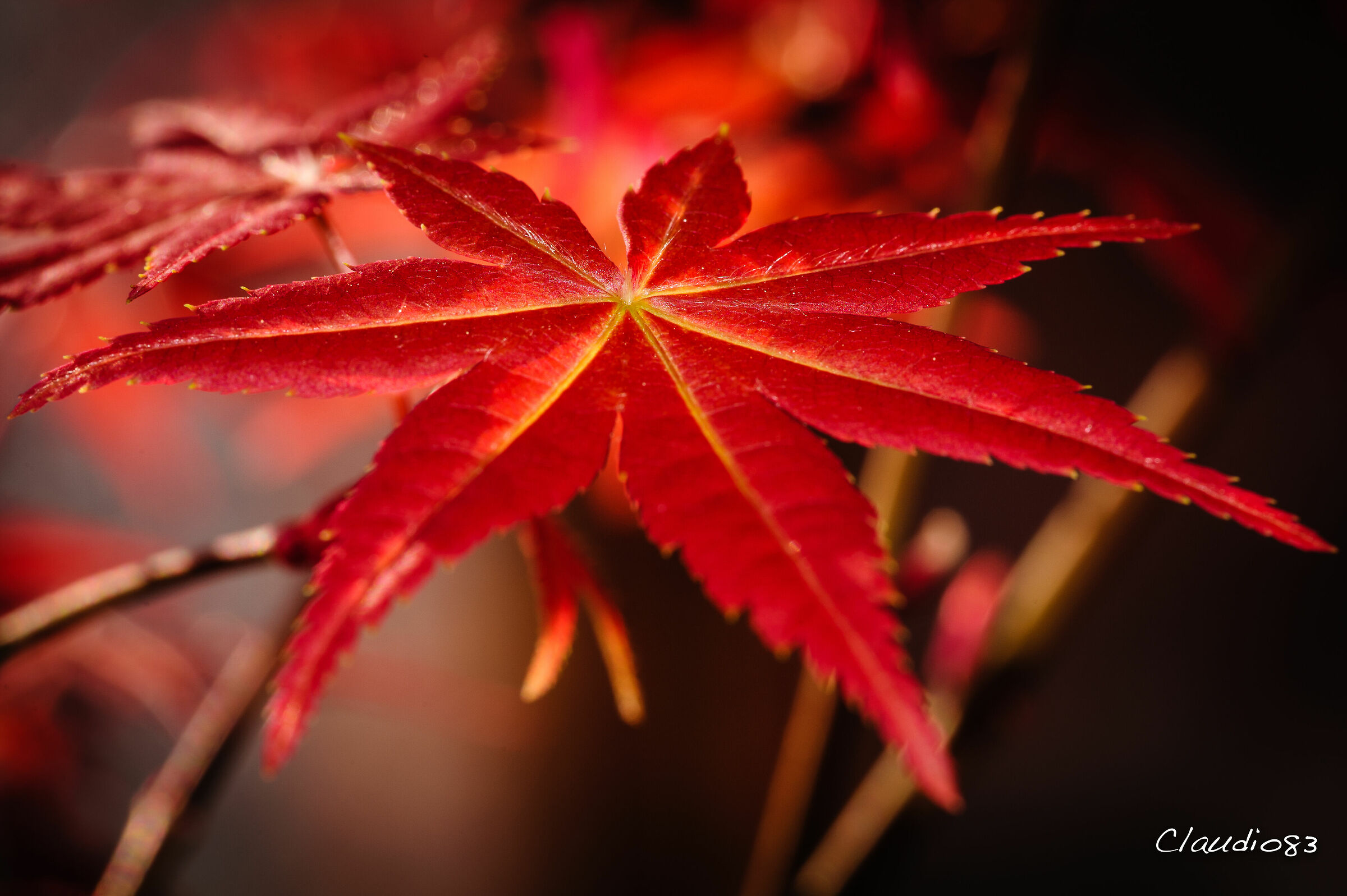Foglia di acero rosso giapponese bonsai......