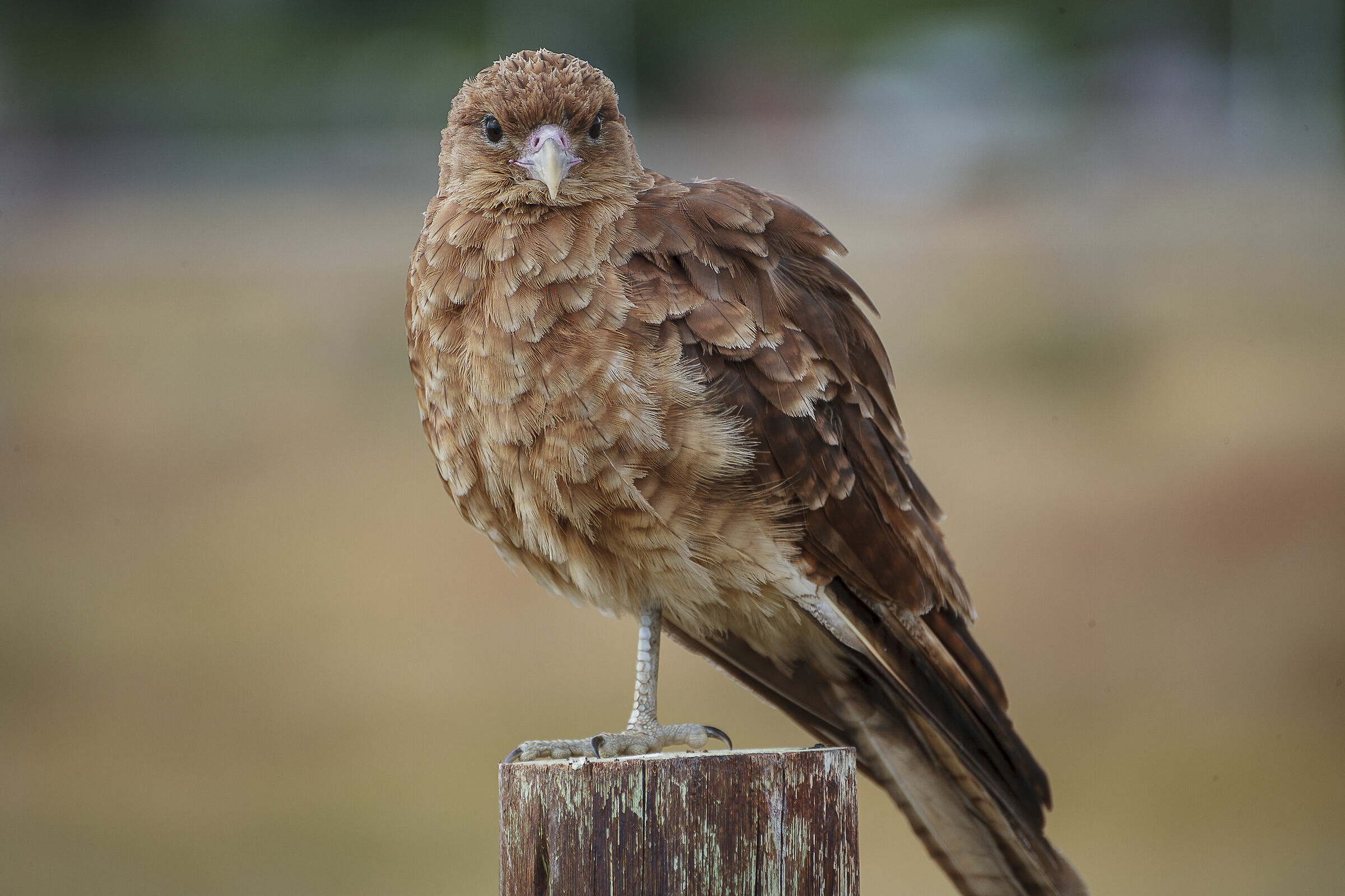 Falco della Patagonia(Milvago chimango)...