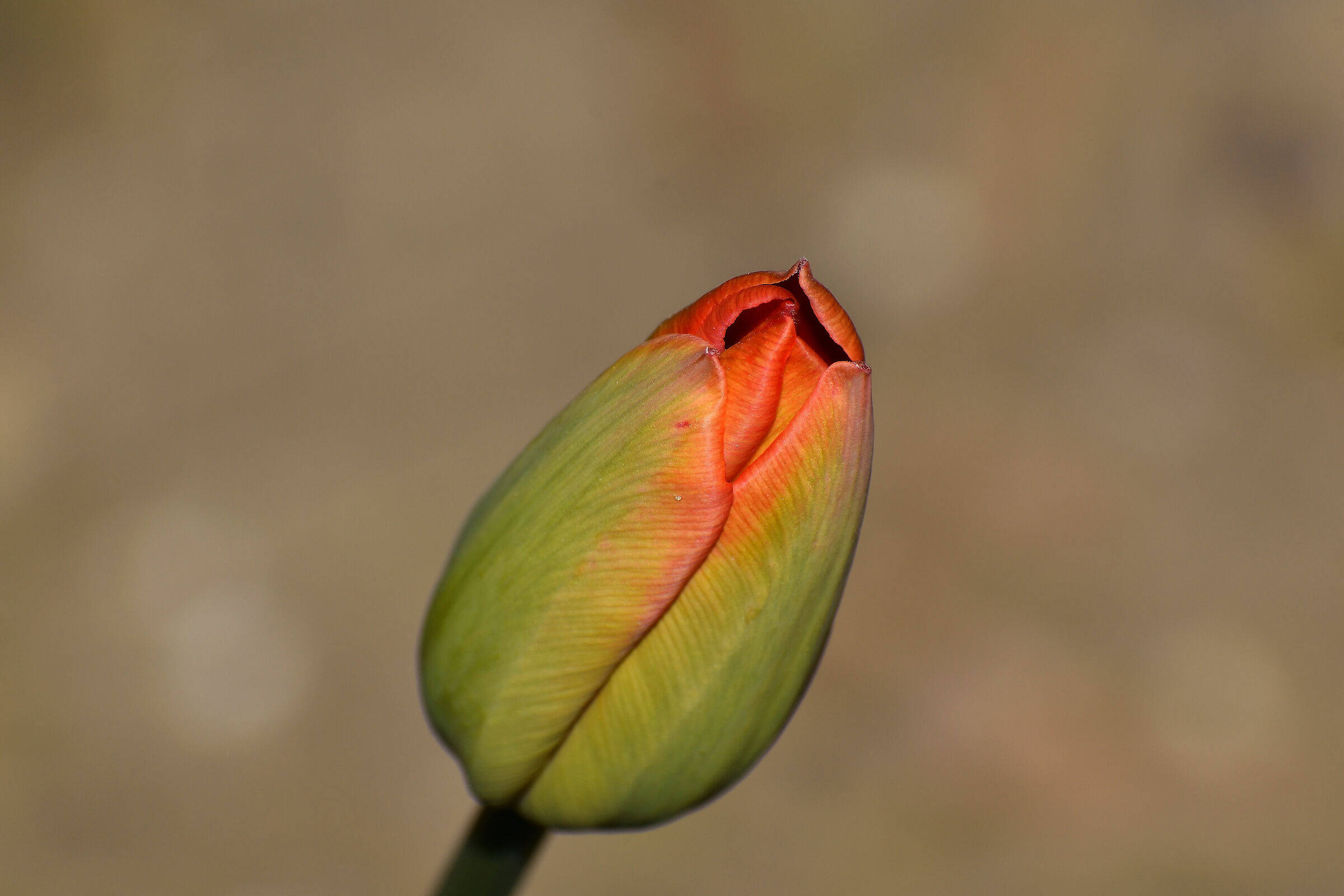 Il primo Tulipano stagionale...