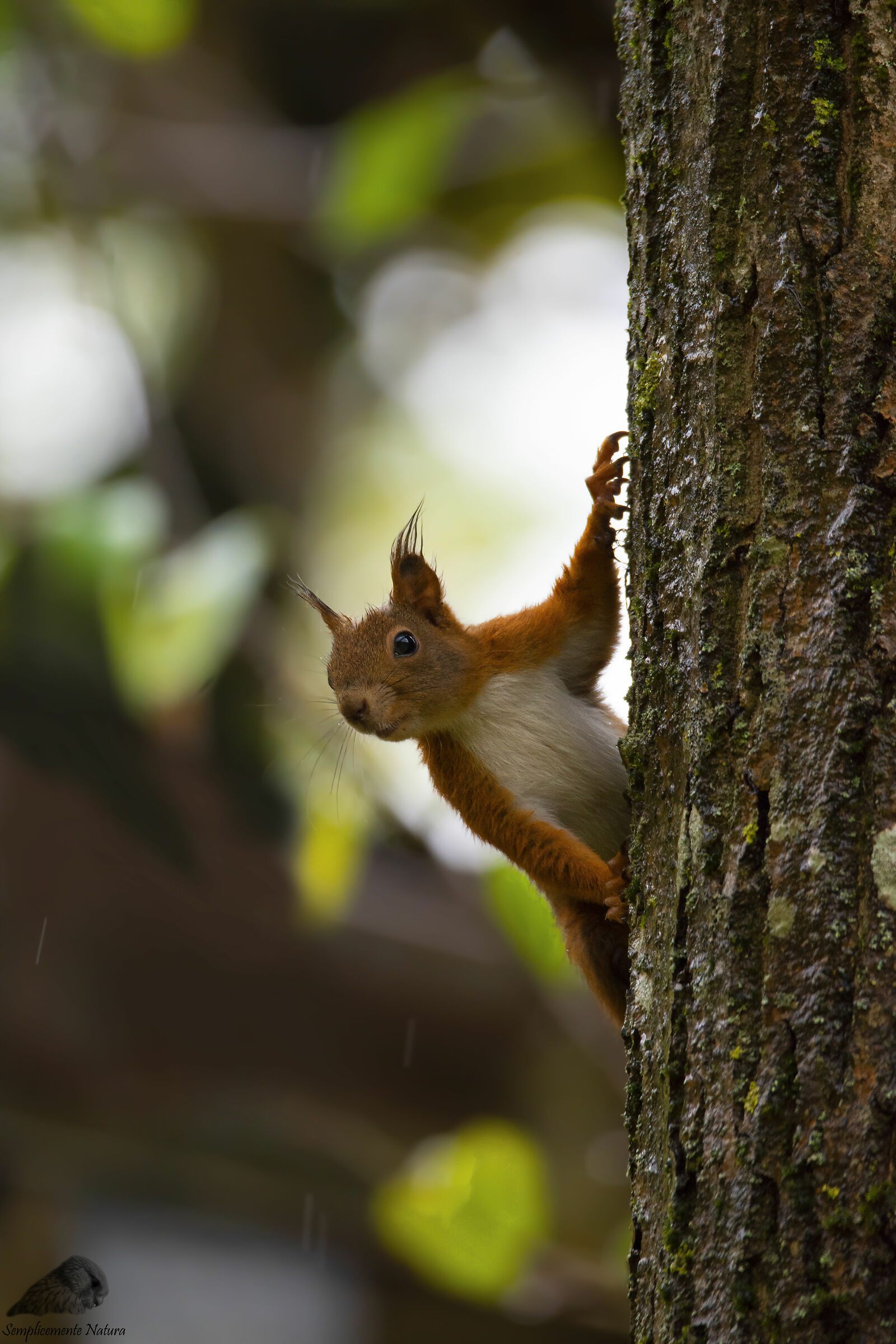 Red Squirrel (Sciurus vulgaris)...