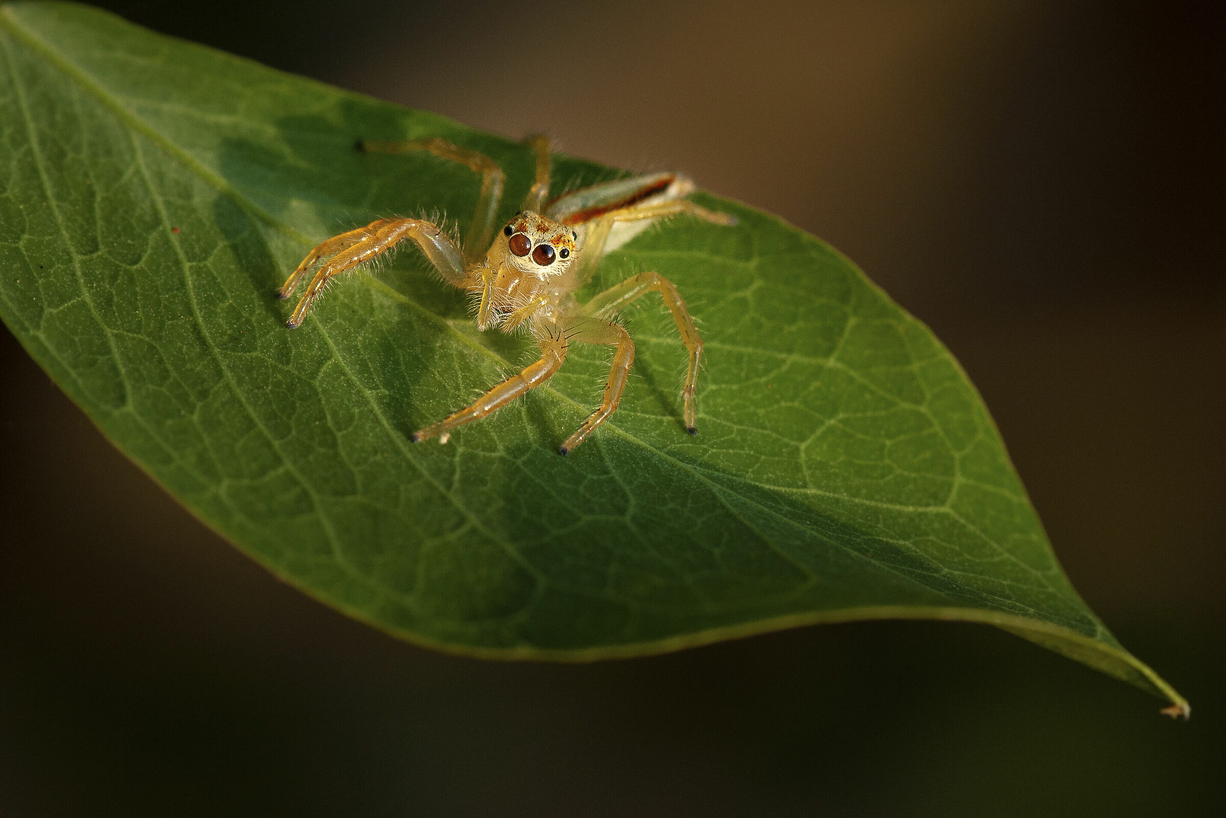 twin striped jumping spider...