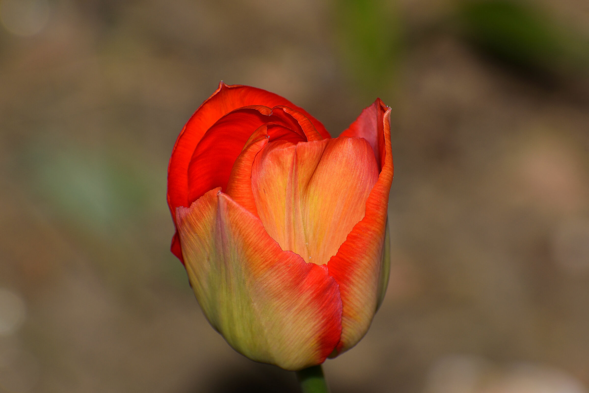 Tulip in opening...