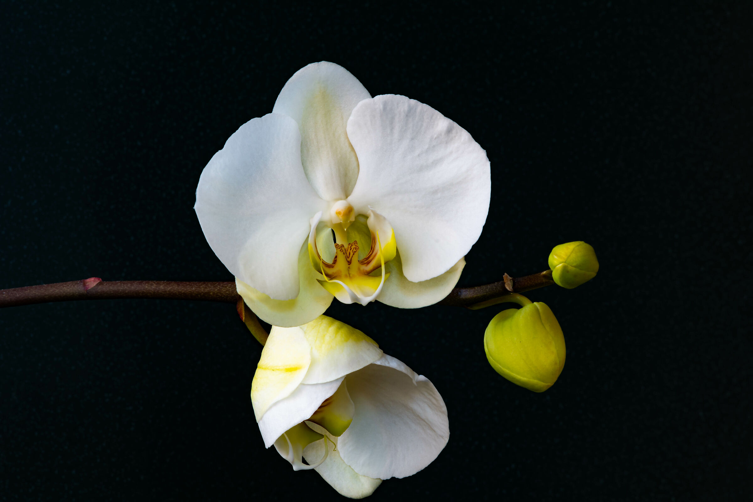 Orchidea "casalinga"...