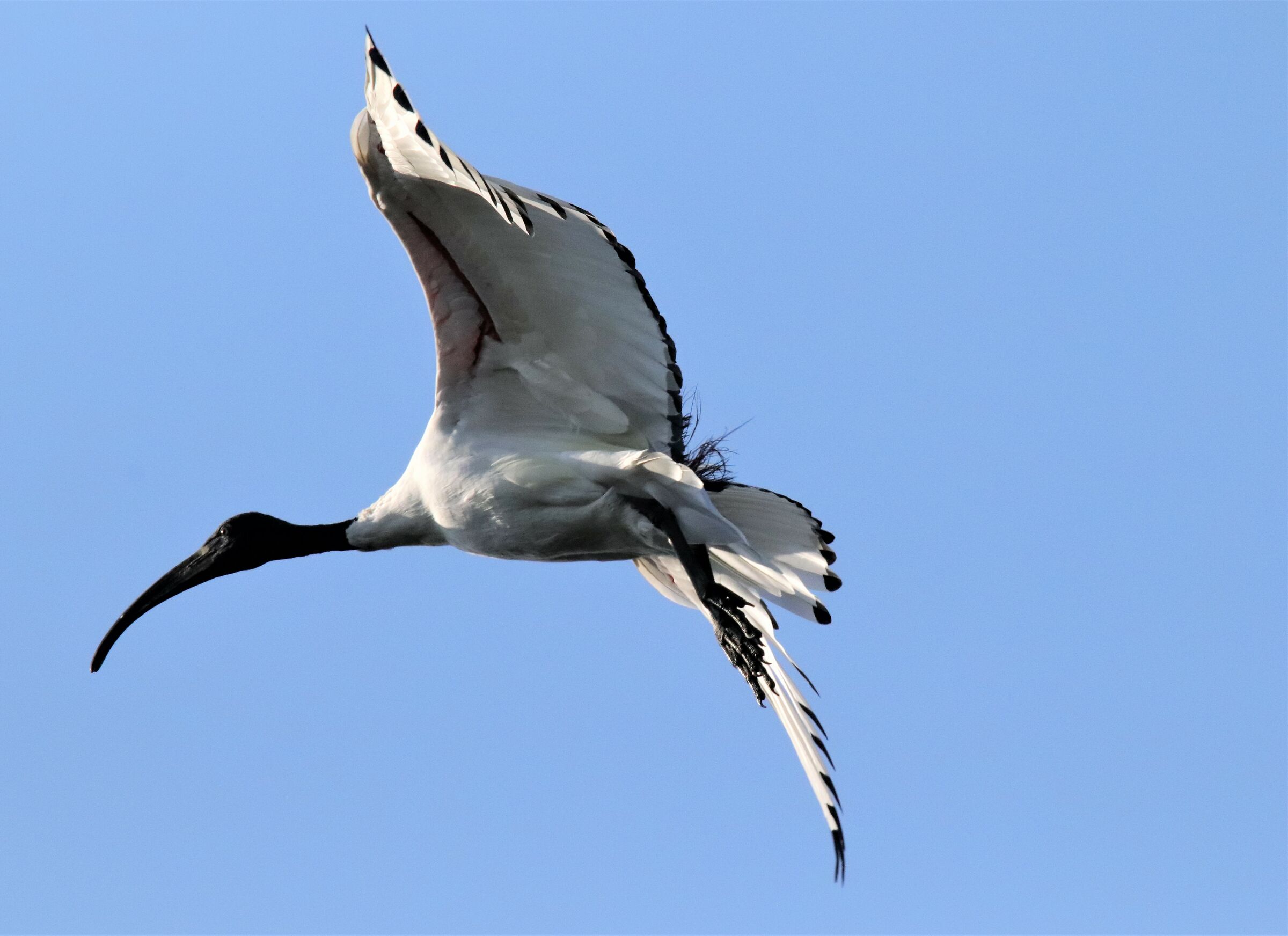 ibis in landing...