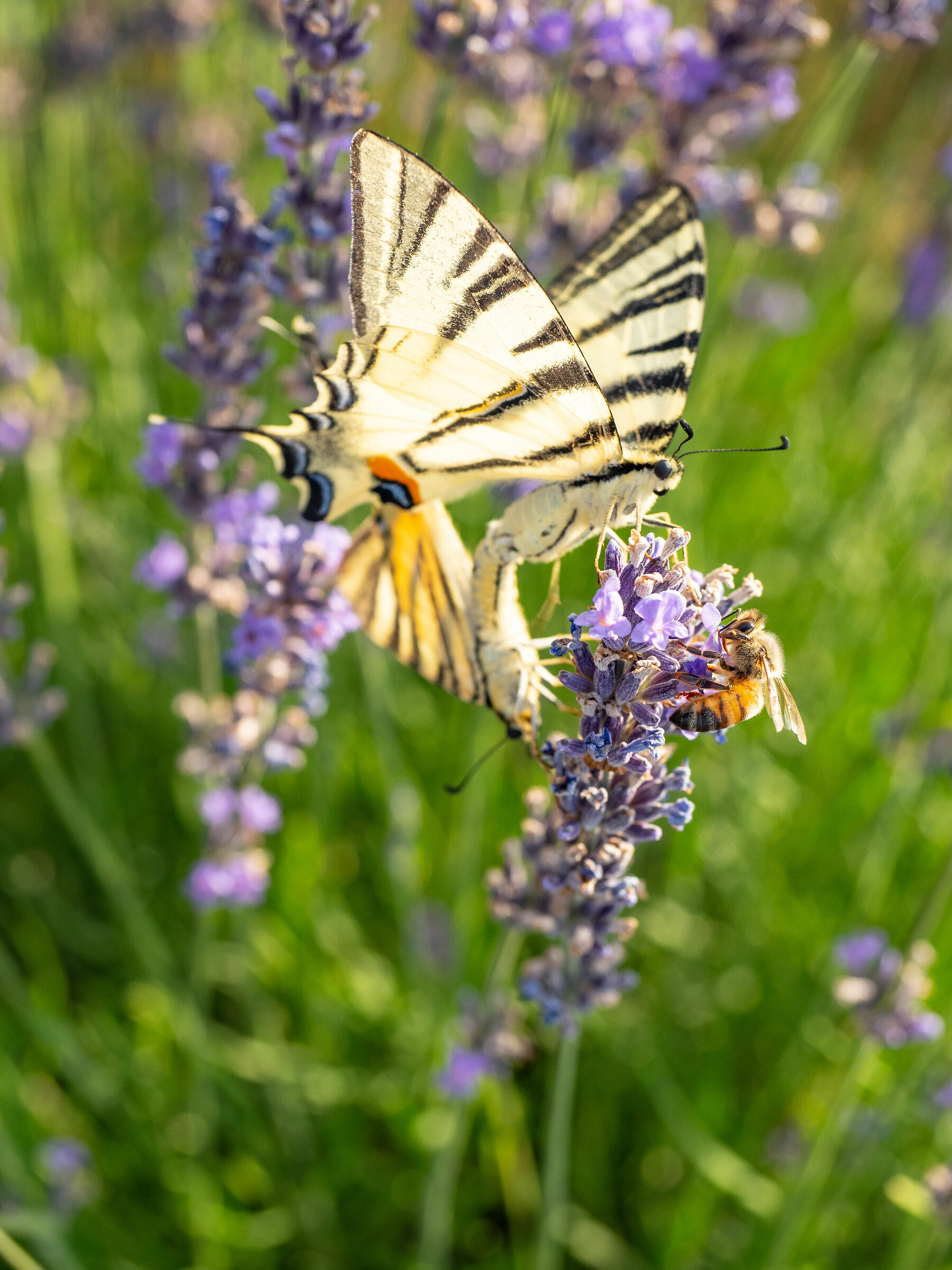 Butterflies and lavender...