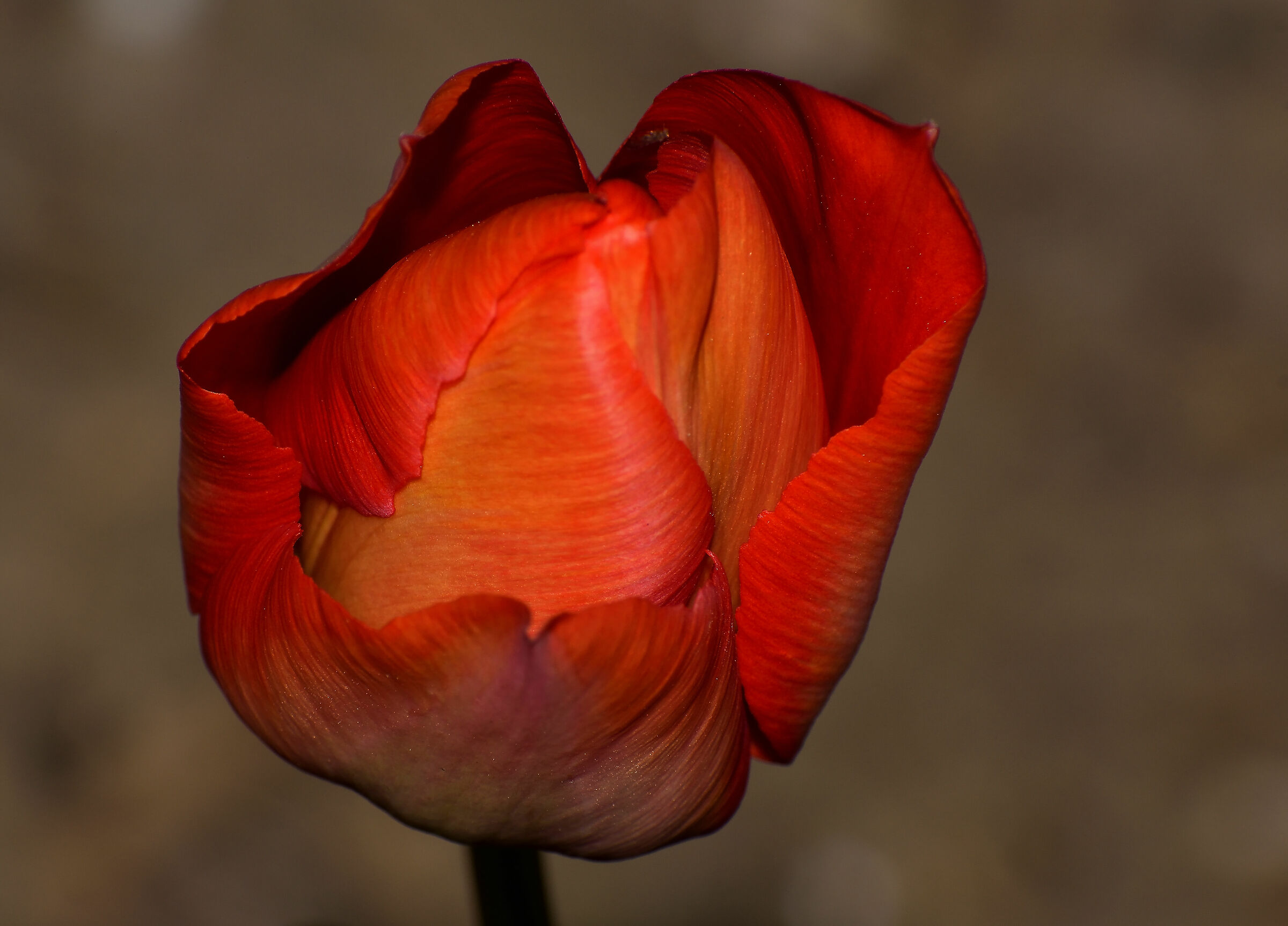 Tulip almost open...