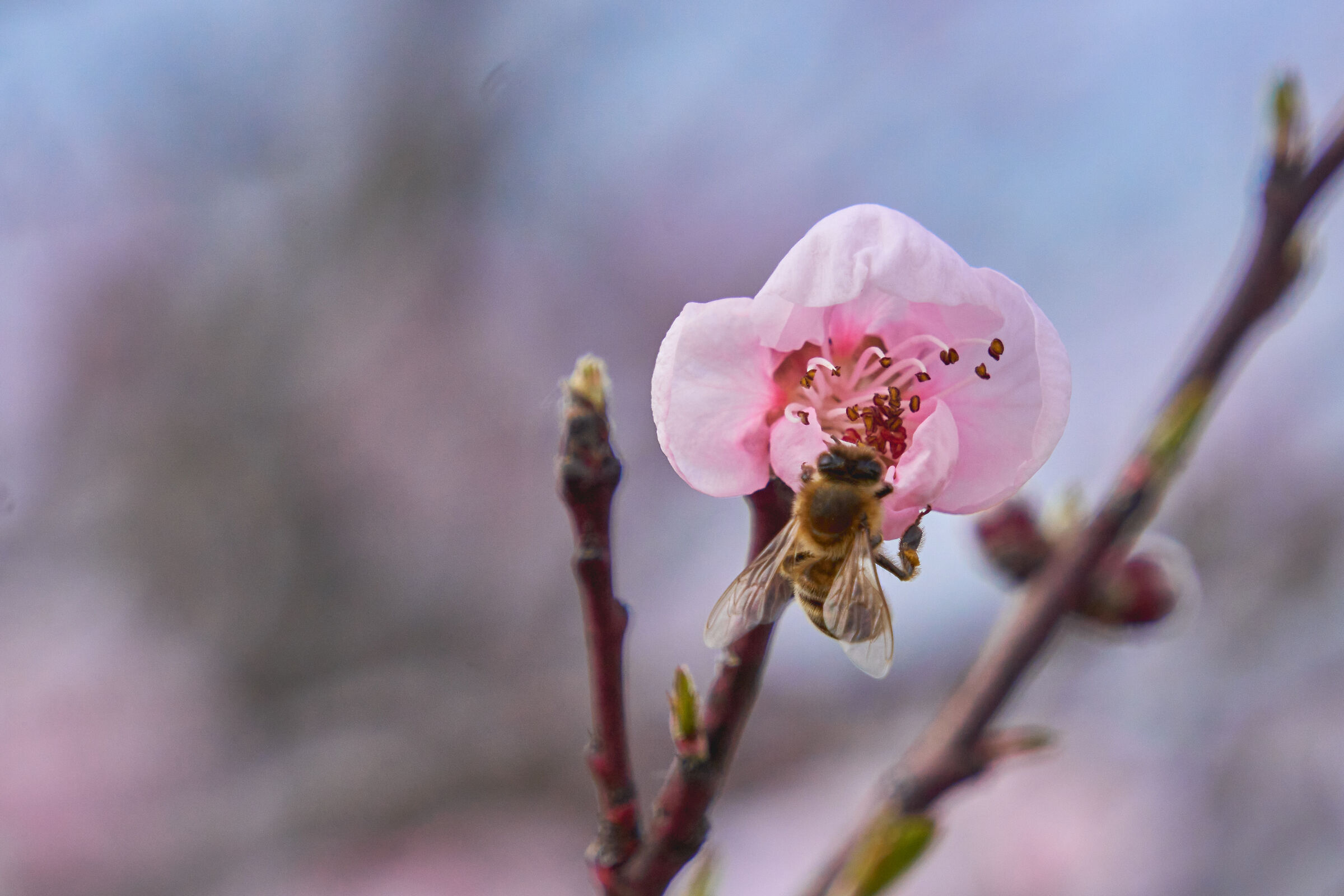 Flowering Bee - Version 2...