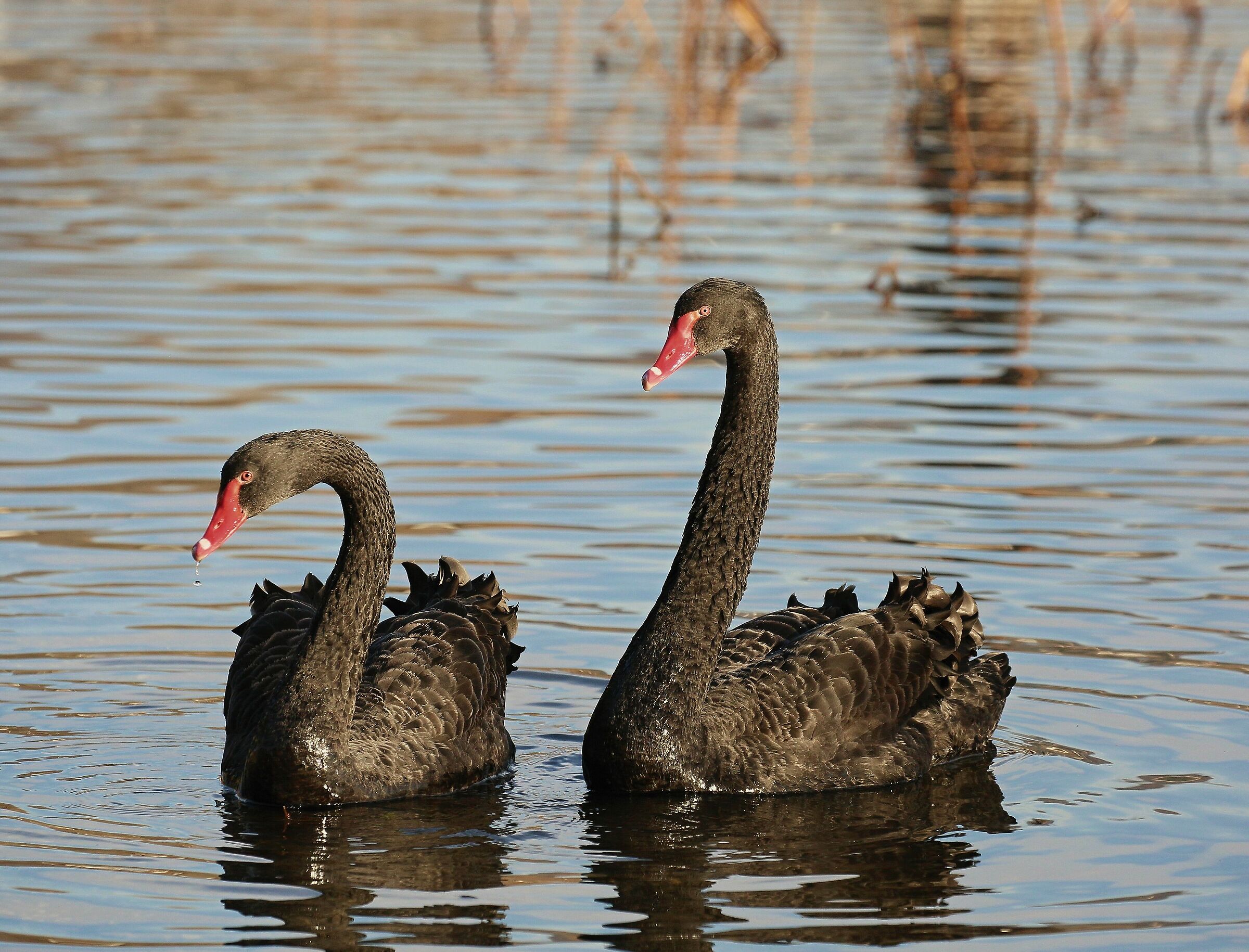 black swans...
