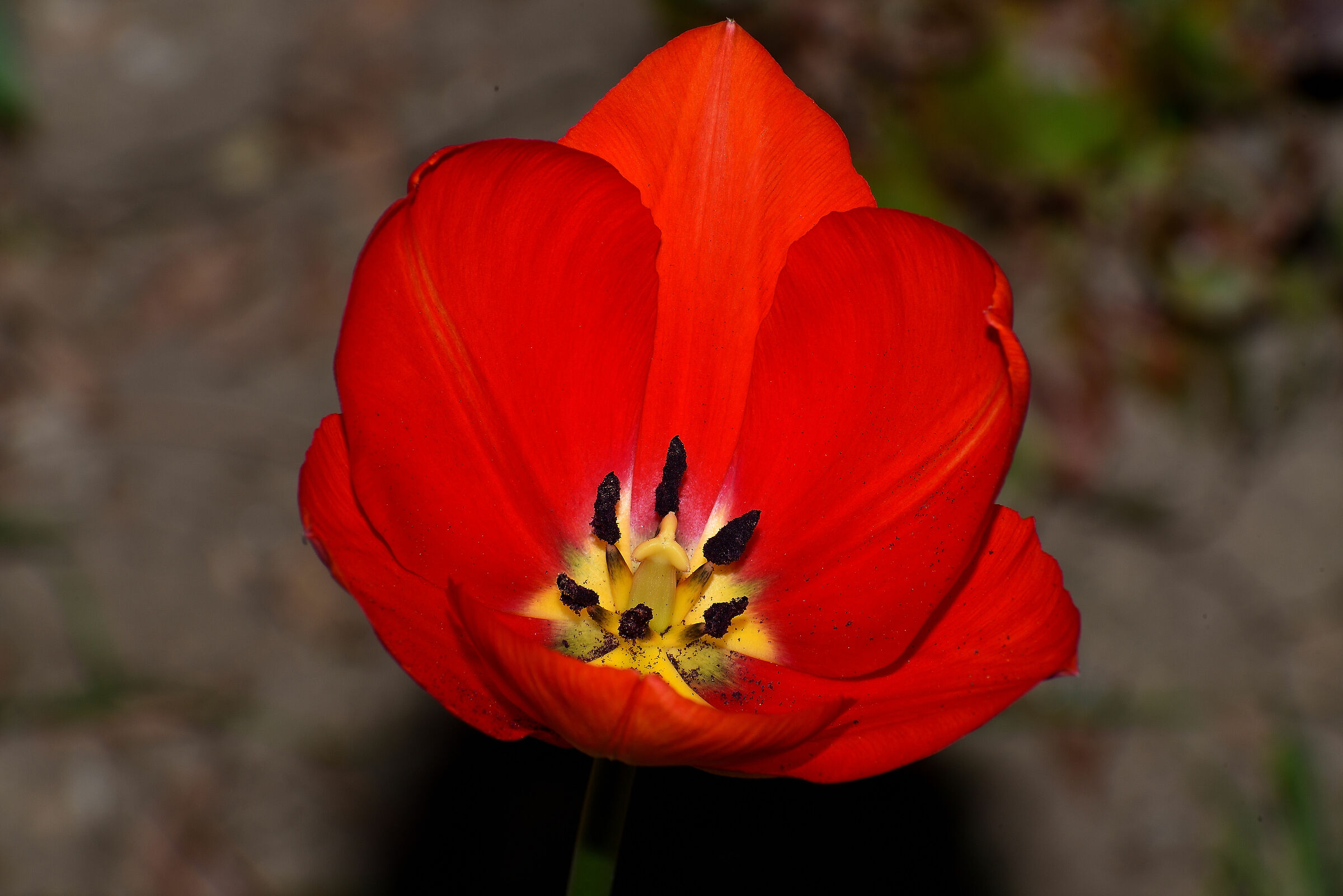 Tulipano in fiore...