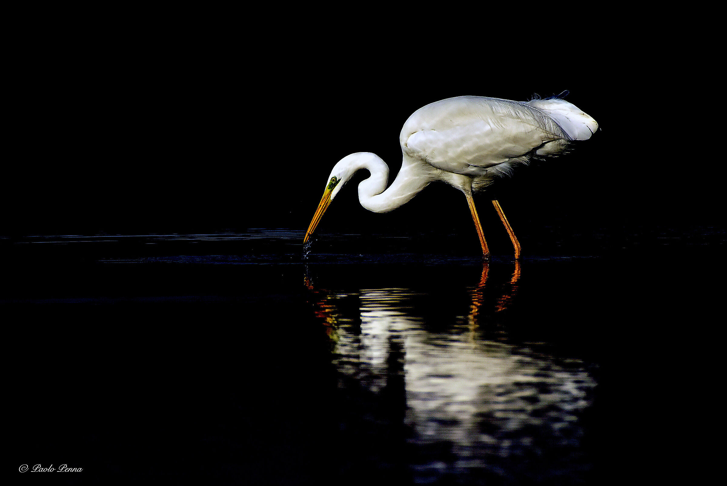 greater white heron in the hunt...