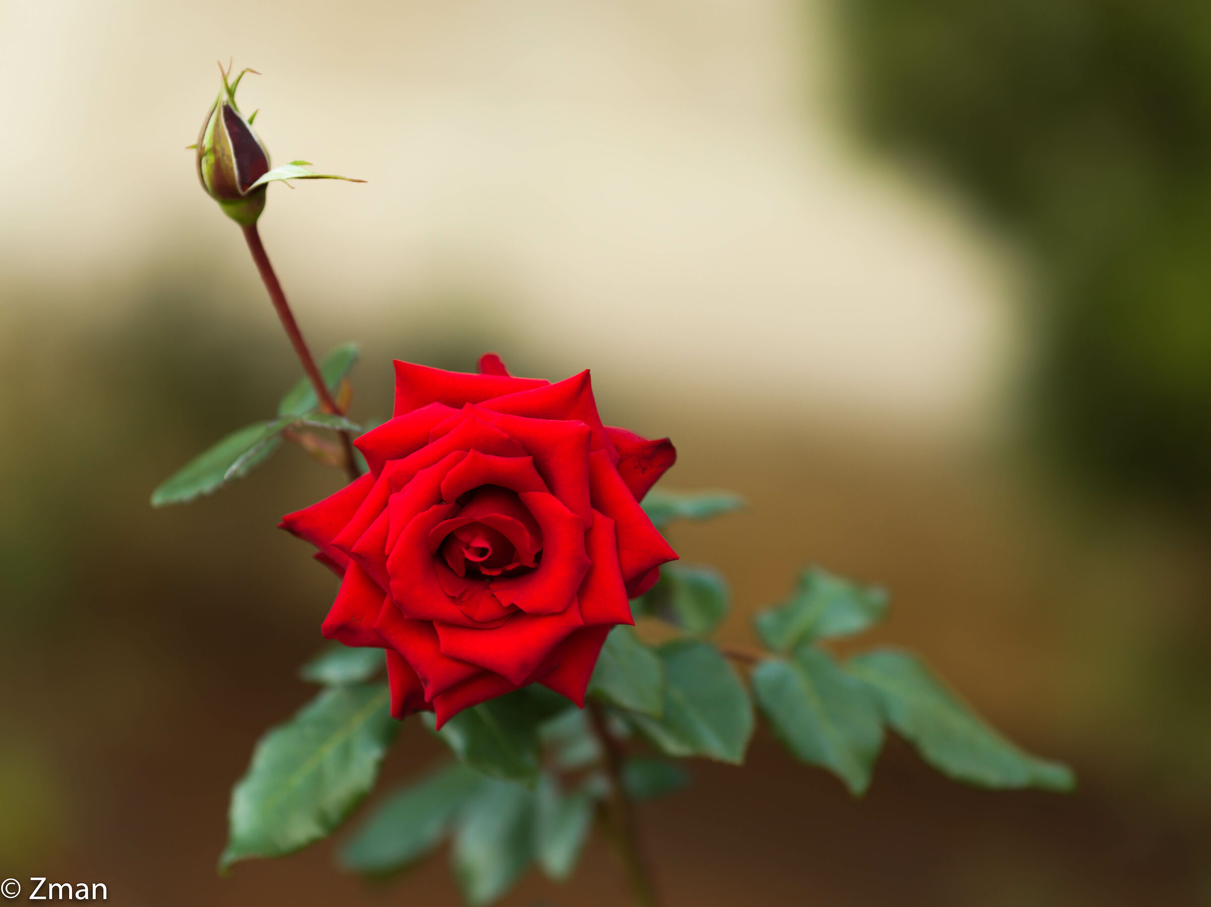 Royal Red Rose...