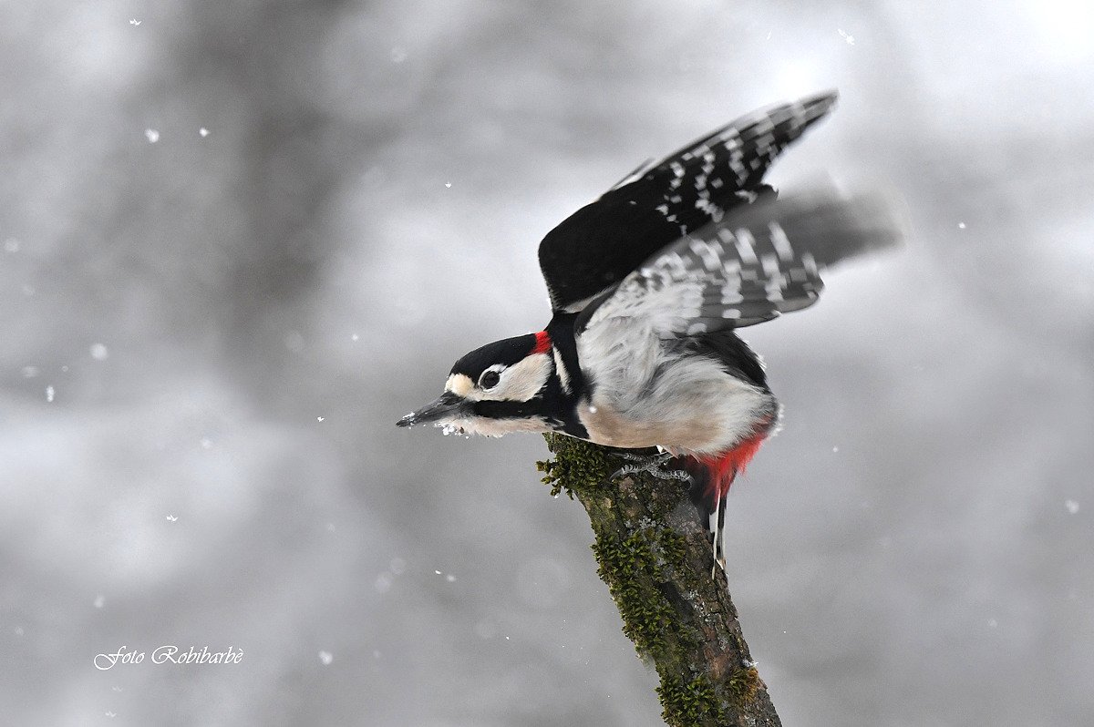 Major red woodpecker.......