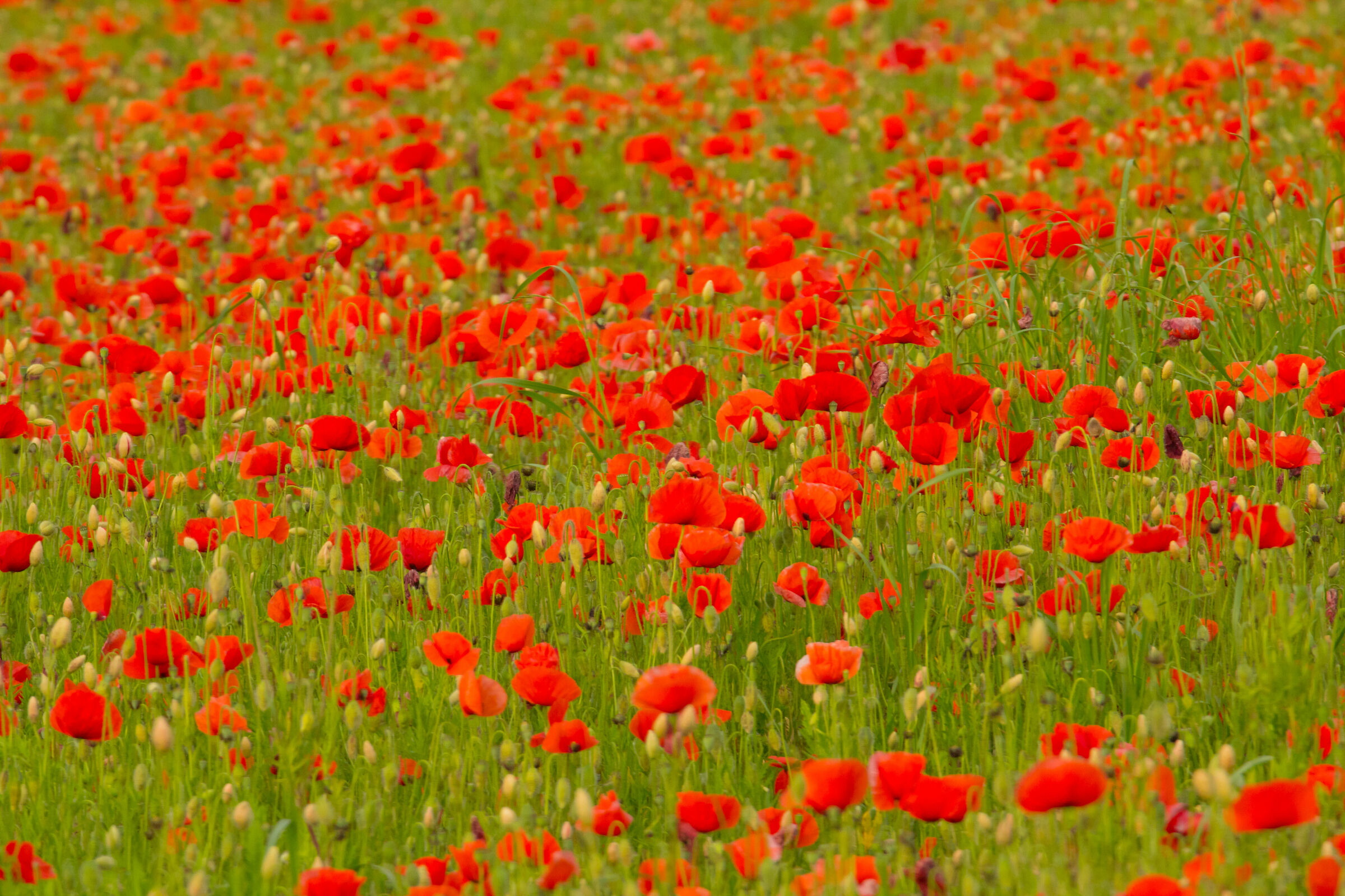 Red poppies...