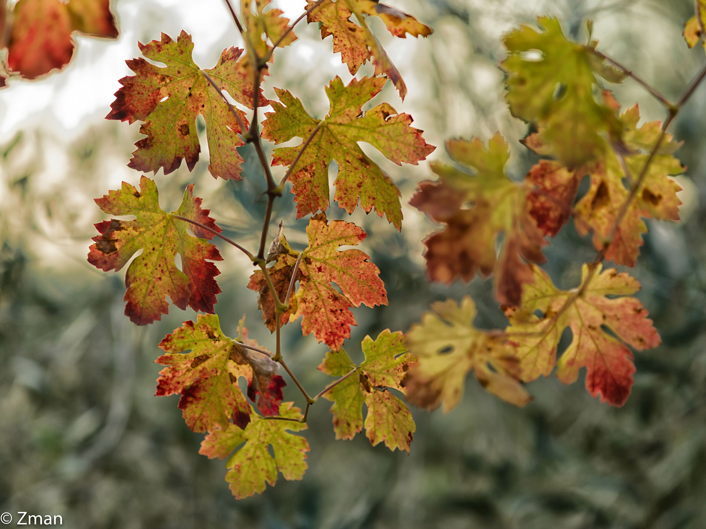 Vine Leaves In Autumn...