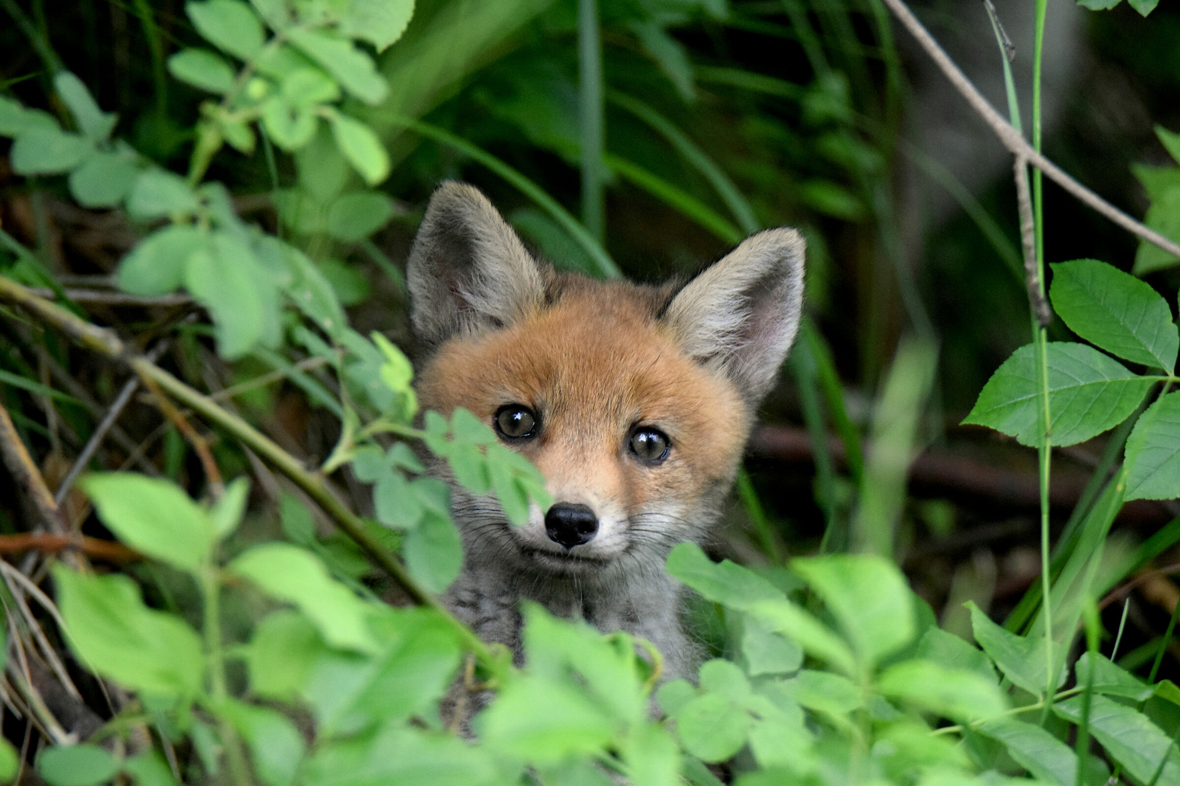 Little fox...
