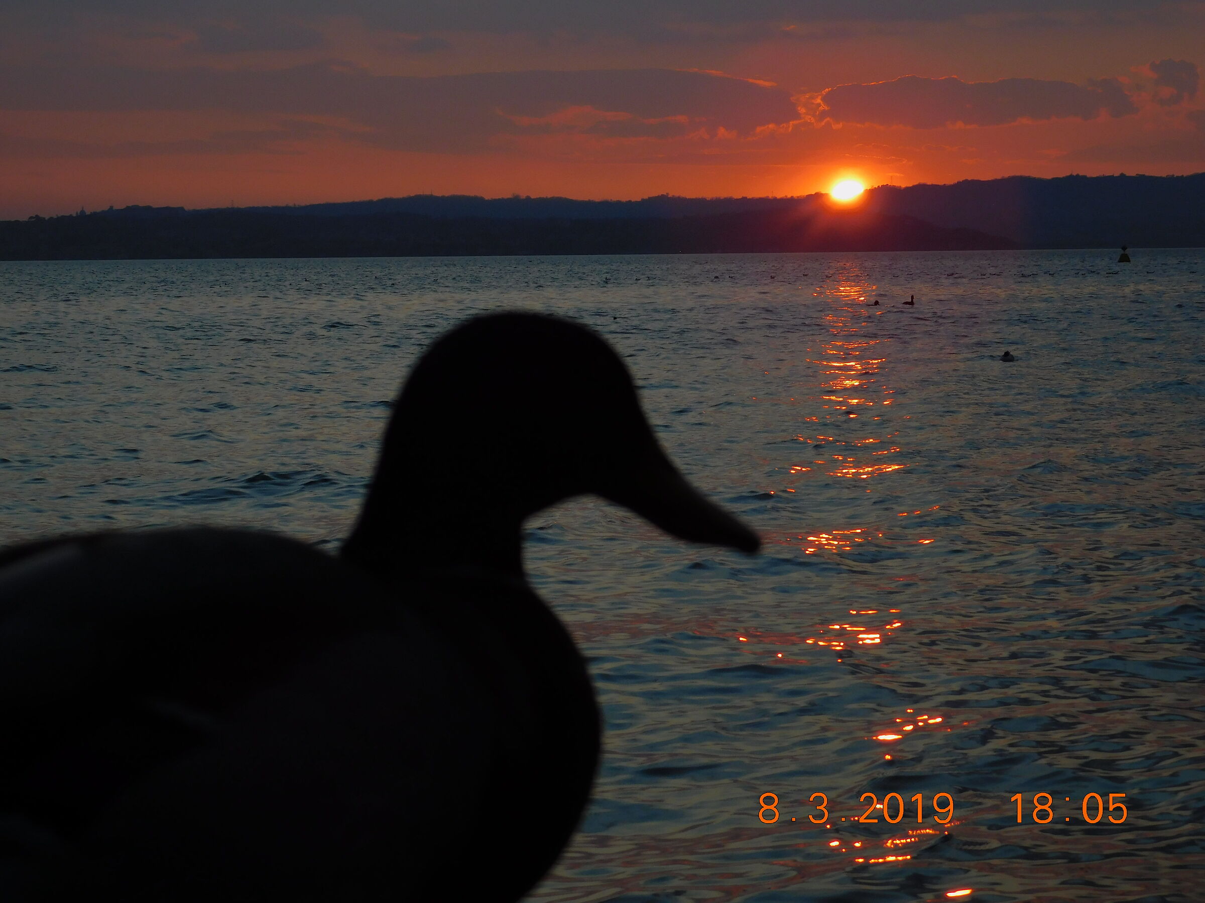 Sunset and duck ...