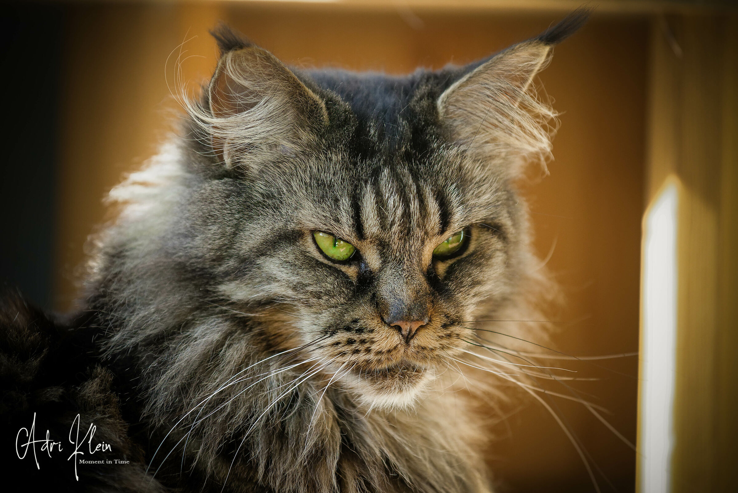 Maine coon...
