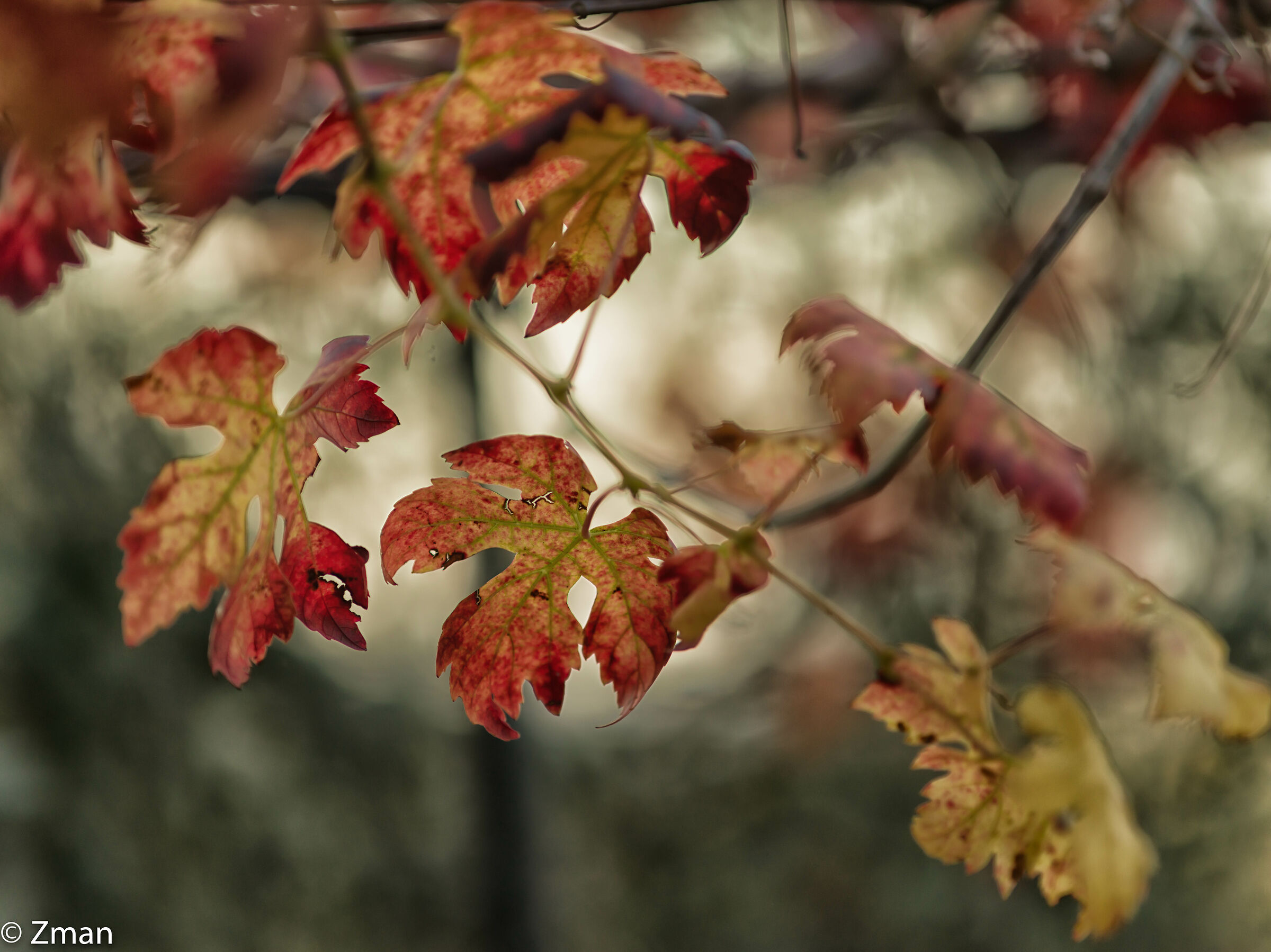 Vine Leaves In Autumn...