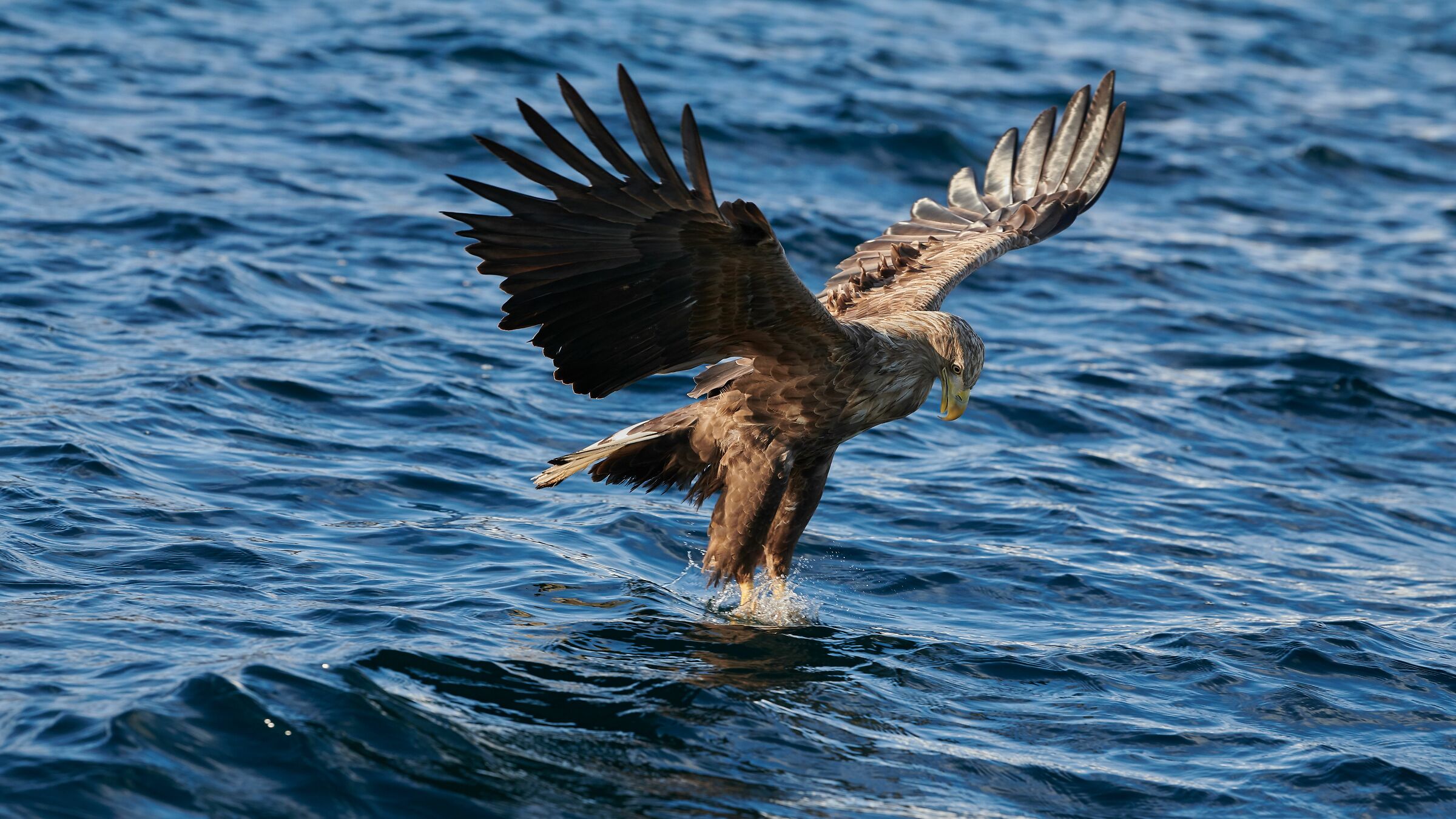 Sea Eagle - Svolvaer Norway...