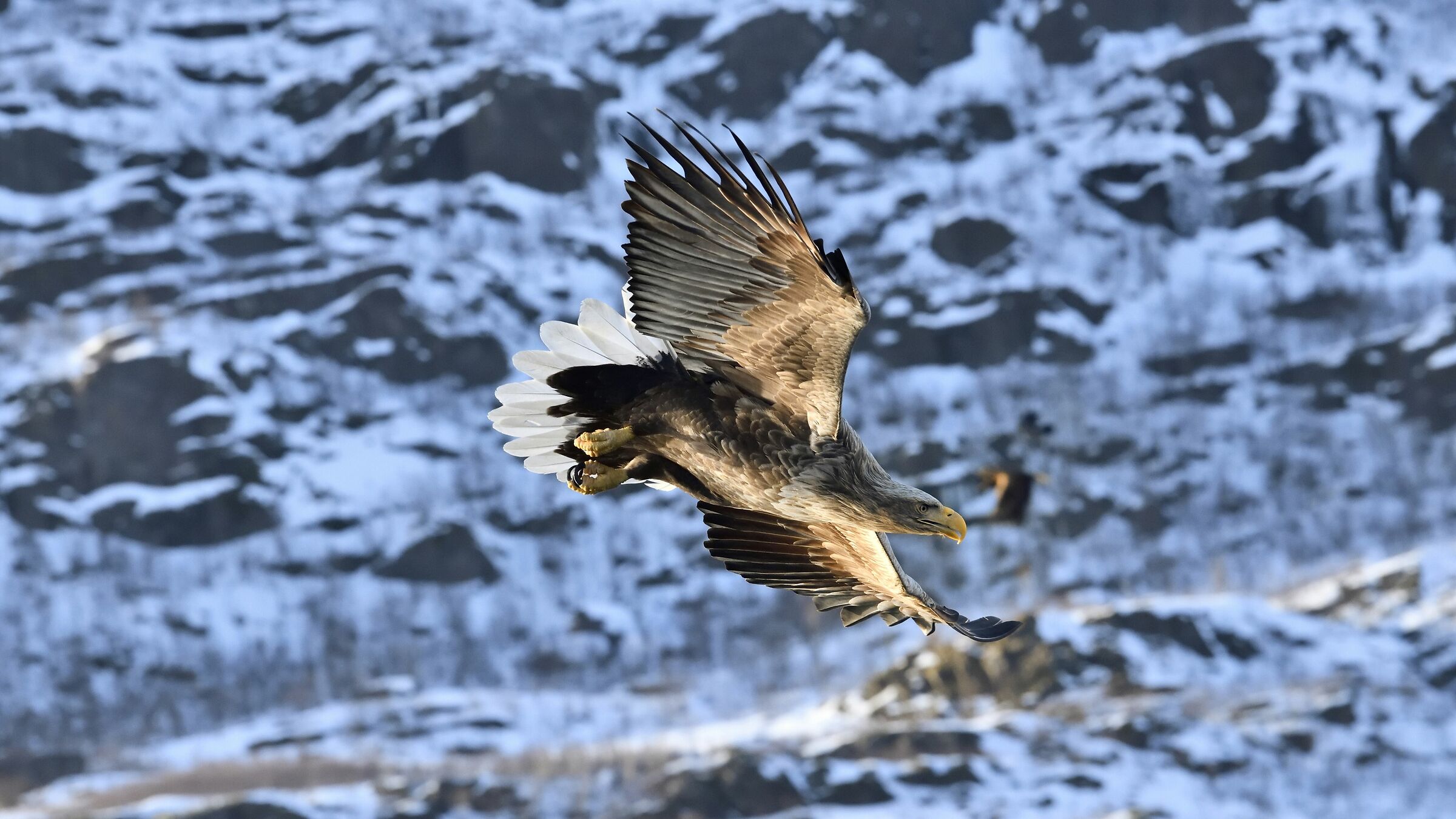 Aquila di mare - Svolvaer Norvegia...