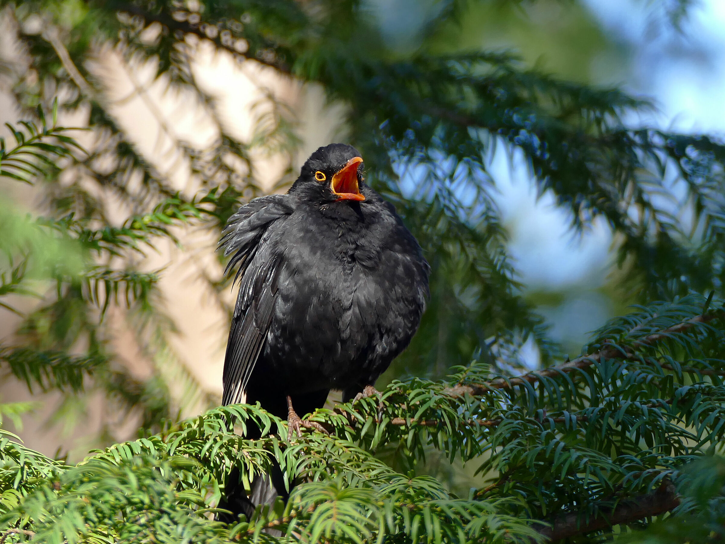 Blackbird - maschio (Turdus merula)...