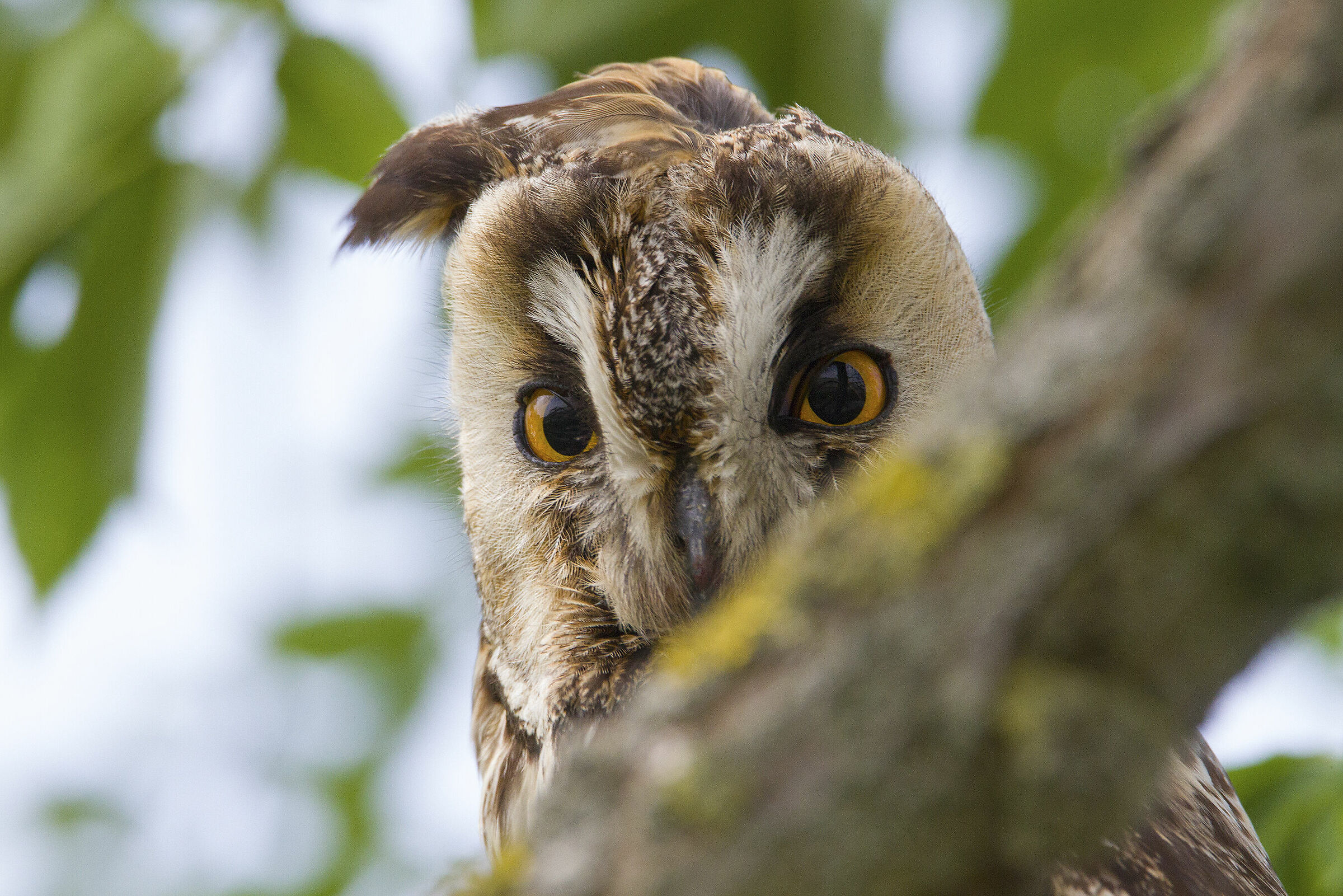 Common Owl - Vercelles Ricestones...