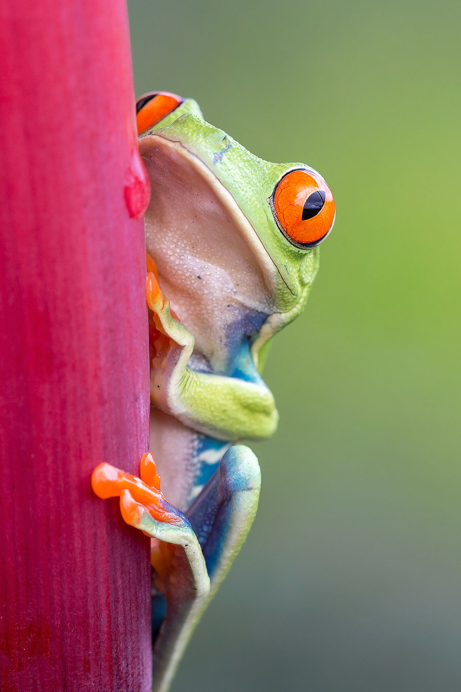 Red eye tree frog (Agalychnis callidryas)...