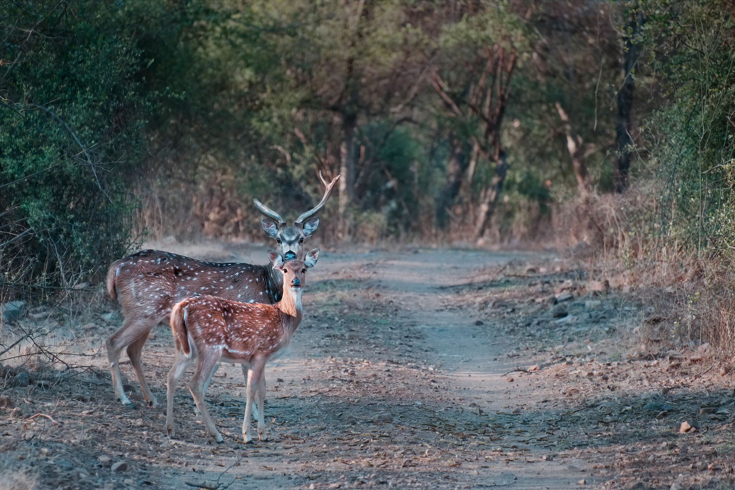 Chital (Axis Axis) in Ranthambore National Park (India)...