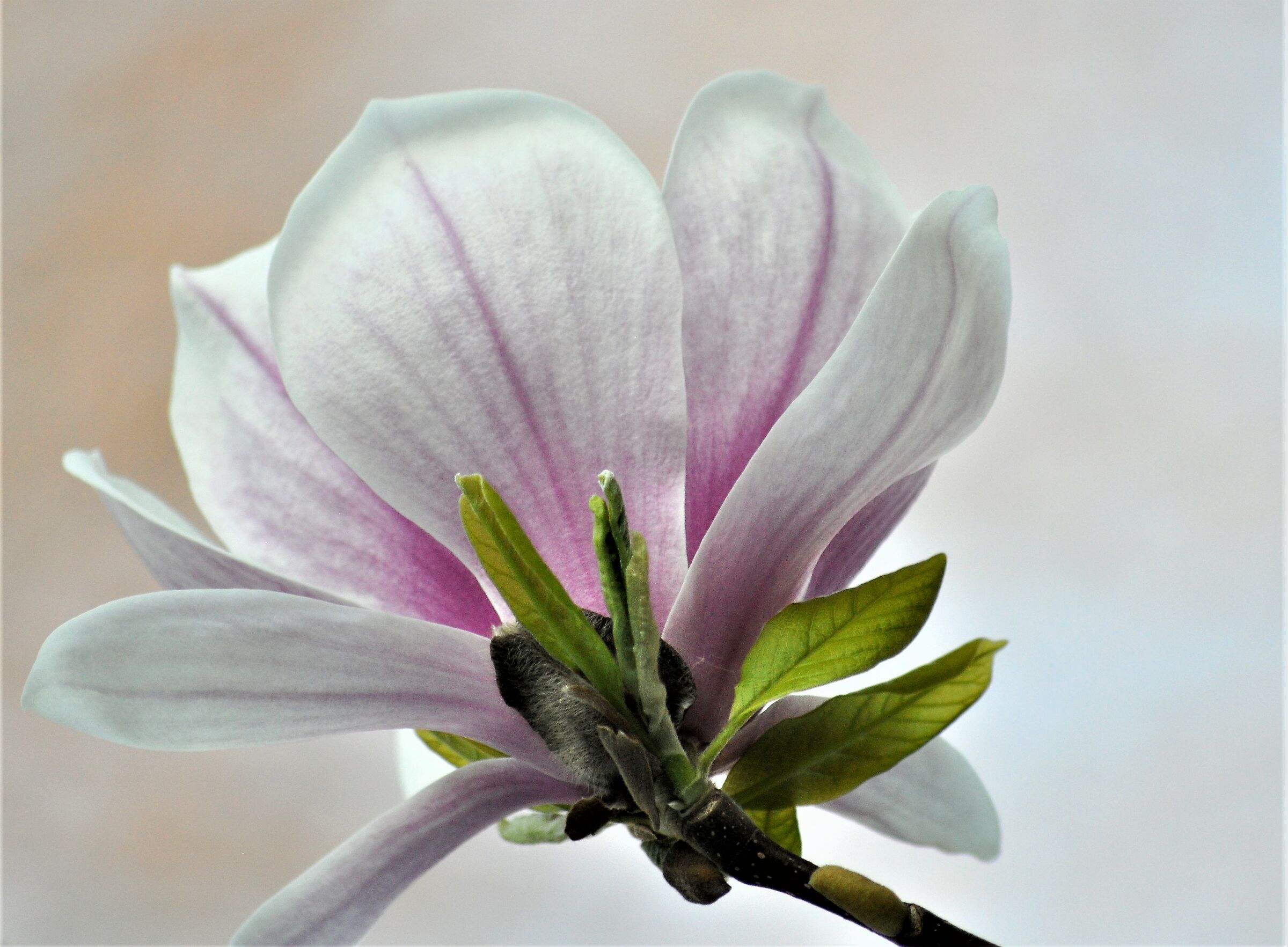 magnolia...