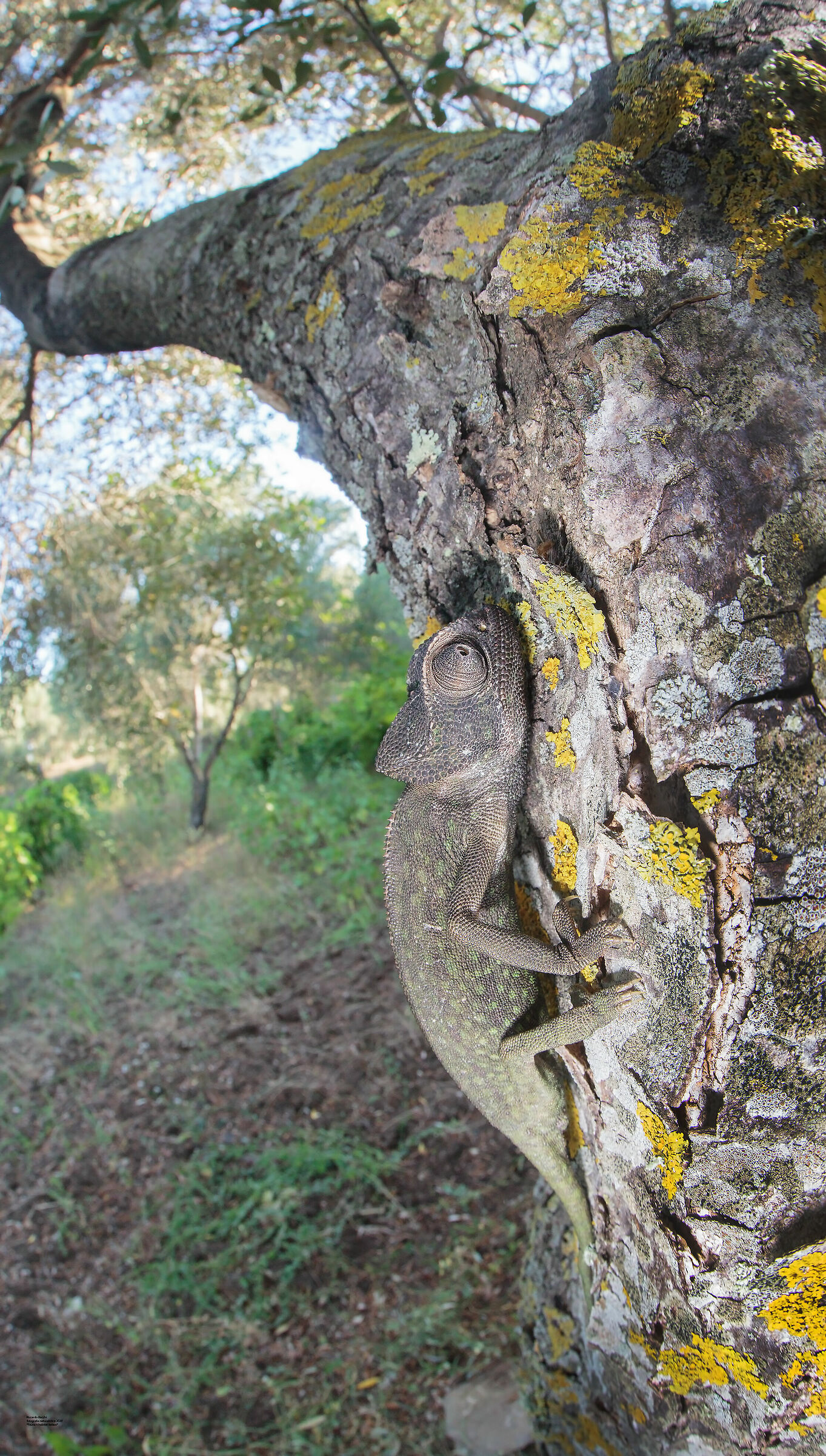 Mediterranean chameleon and Olive Grove, Italy 2019...