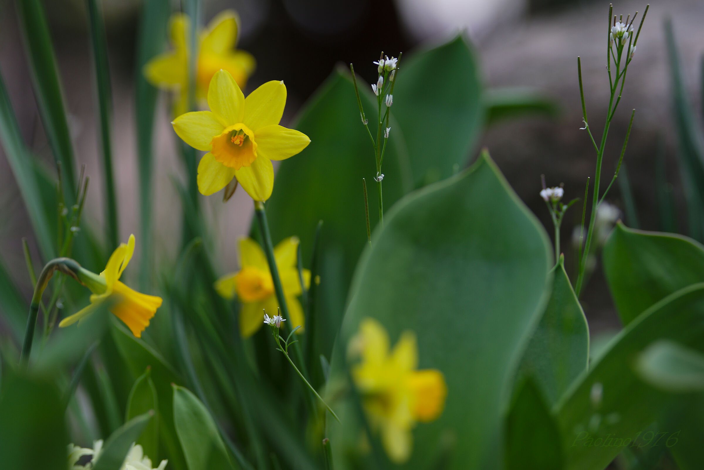 Daffodils...