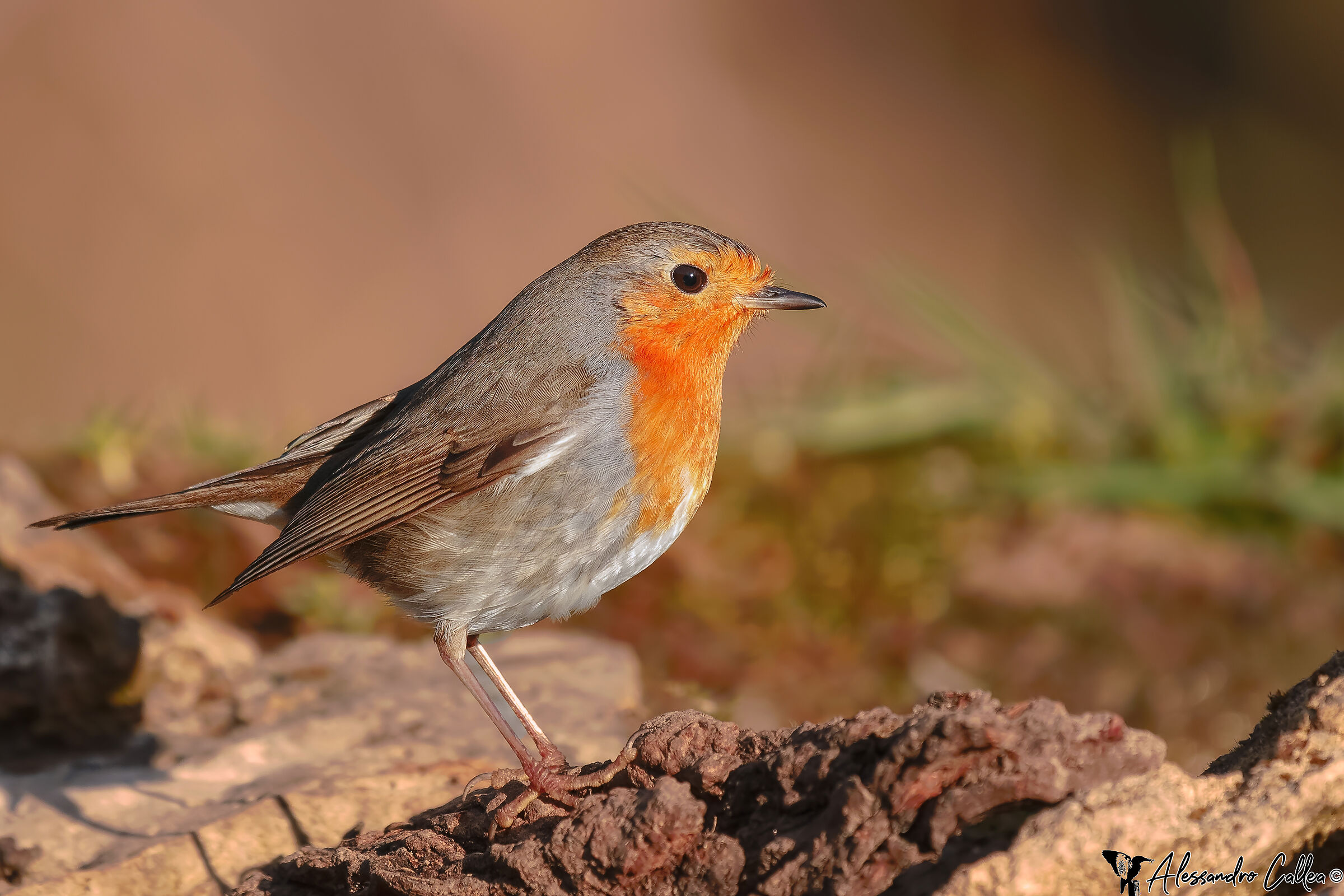 Red robin enjoying the first rays of sunshine......