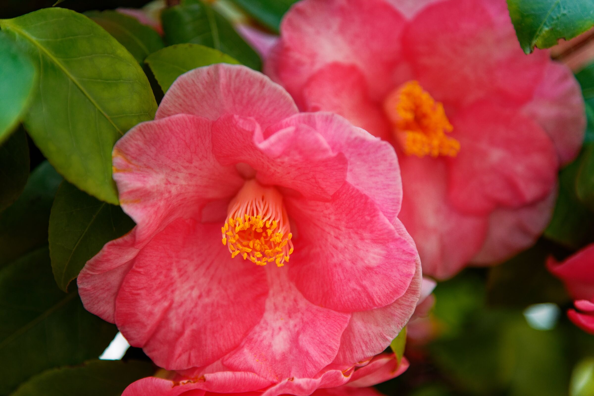 Camellias...