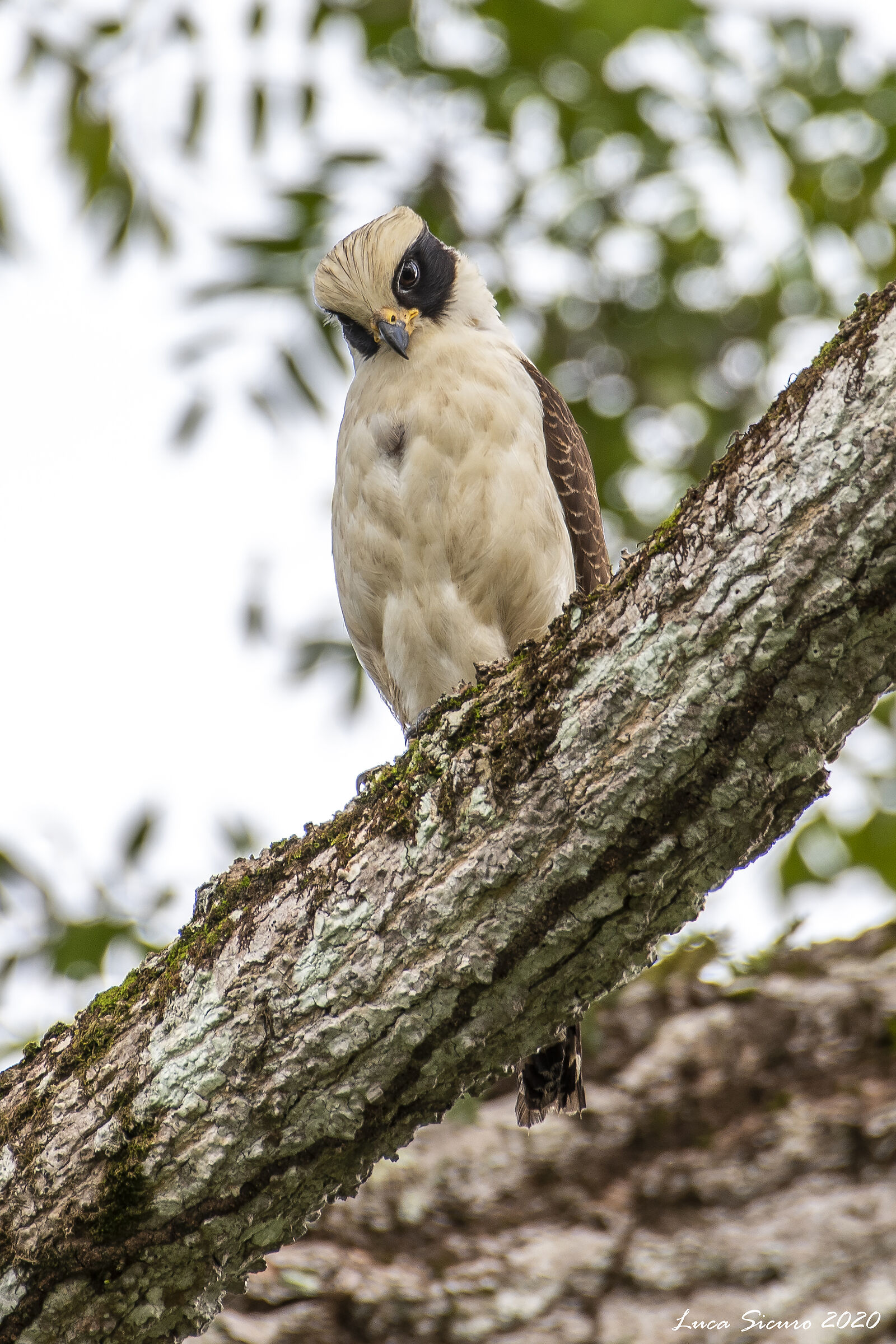 Herpetotheres cachinnans (Falco sghignazzante)...