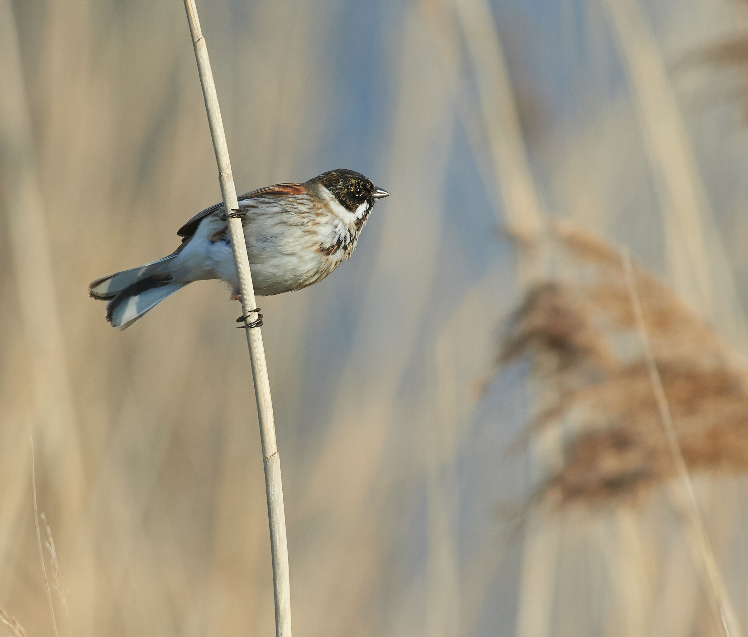 Reed-bunting...