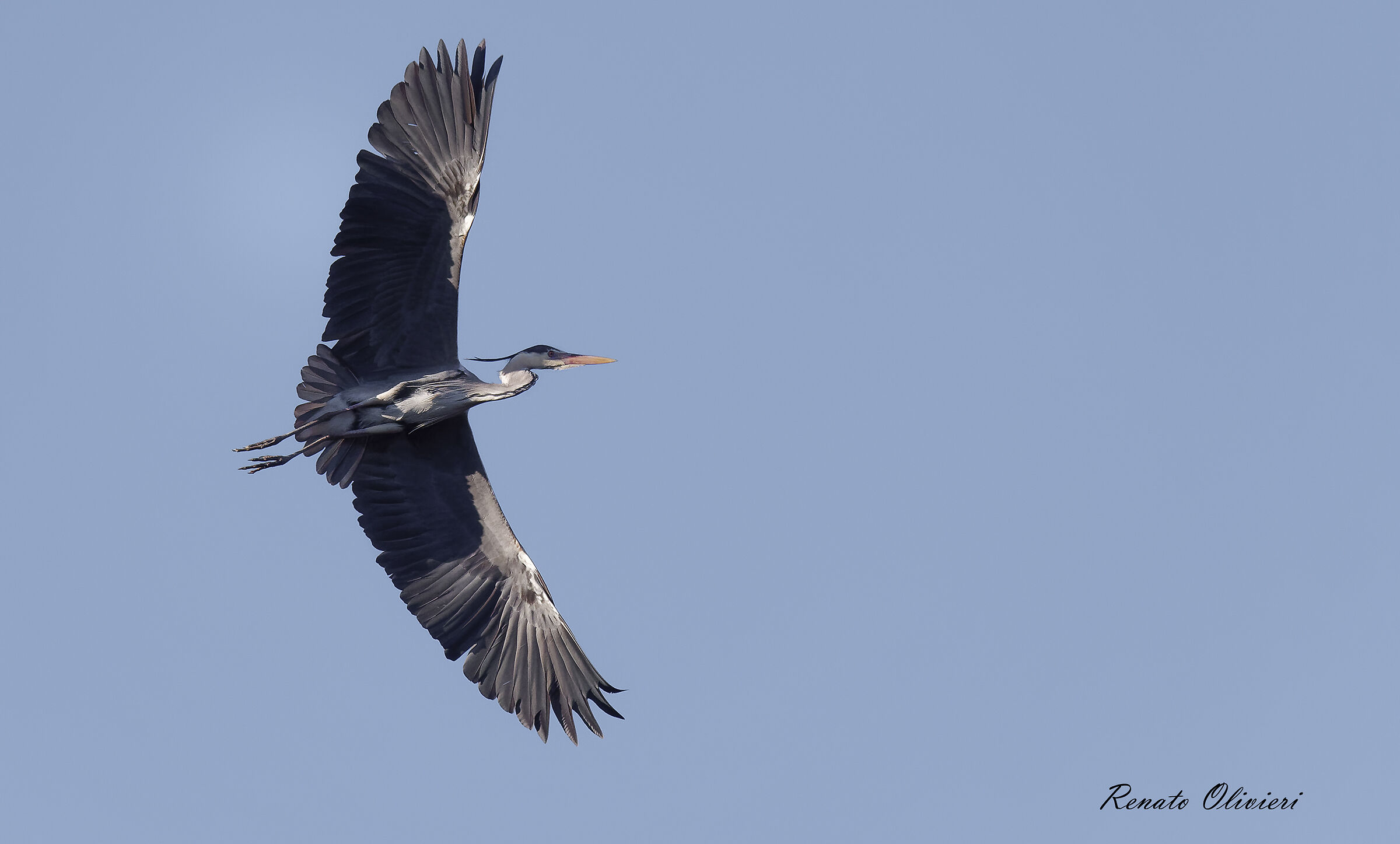 Ash heron in flight...