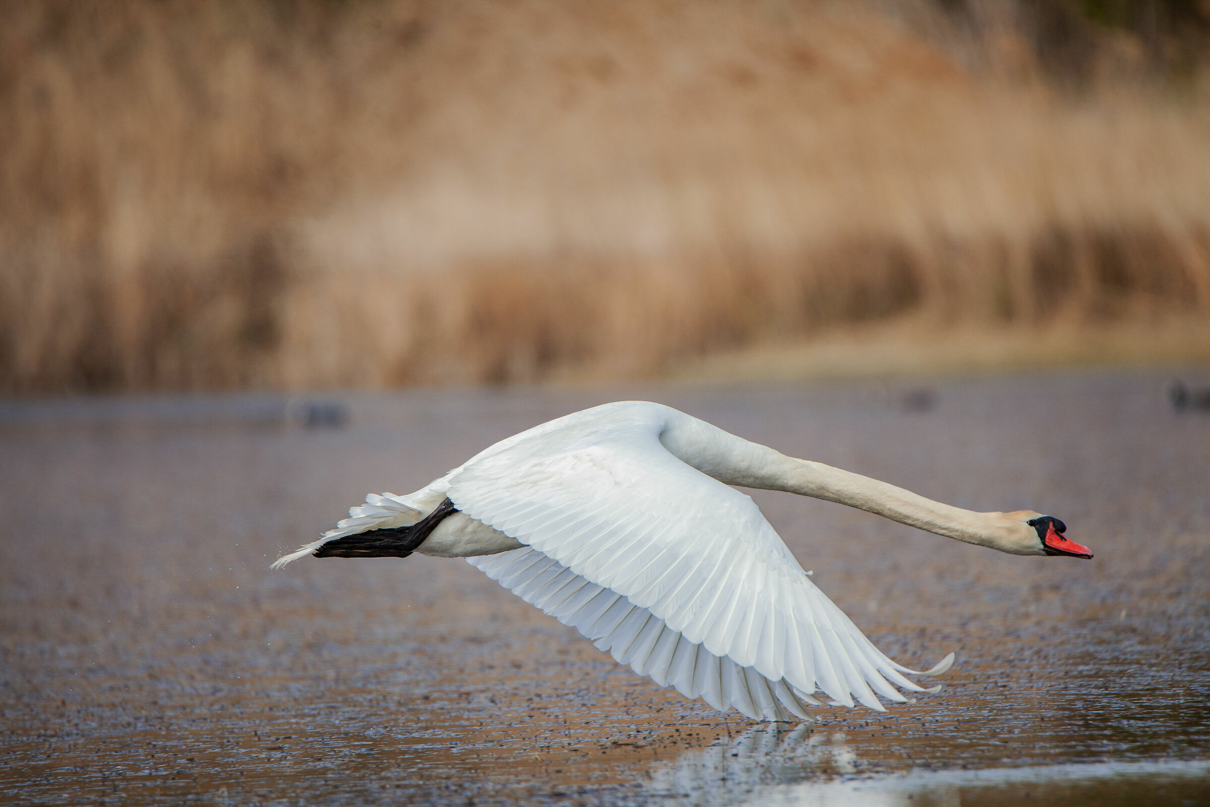 Royal swan in flight...